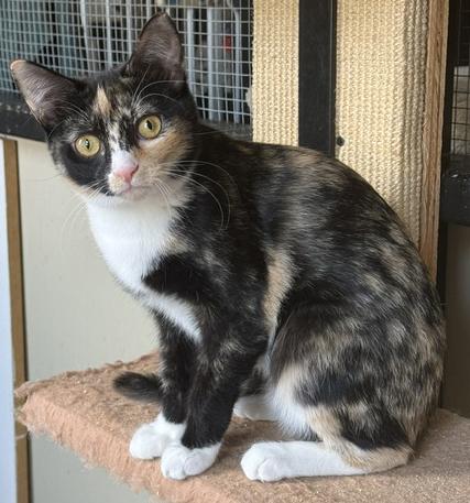 Mabelline, a ADOPTABLE Tortoiseshell in Frederick, MD image 3/5