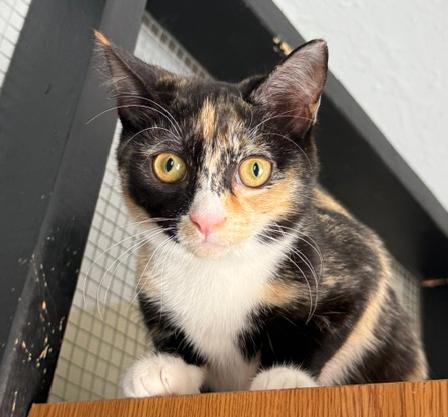 Mabelline, ADOPTABLE, Kitten Female Tortoiseshell.