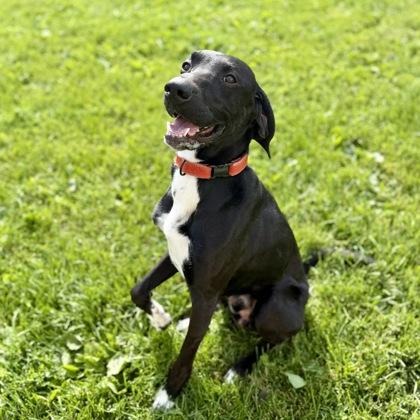 Enlarge Elvis, a ADOPTABLE Mixed Breed in Dubuque, IA image 1/1