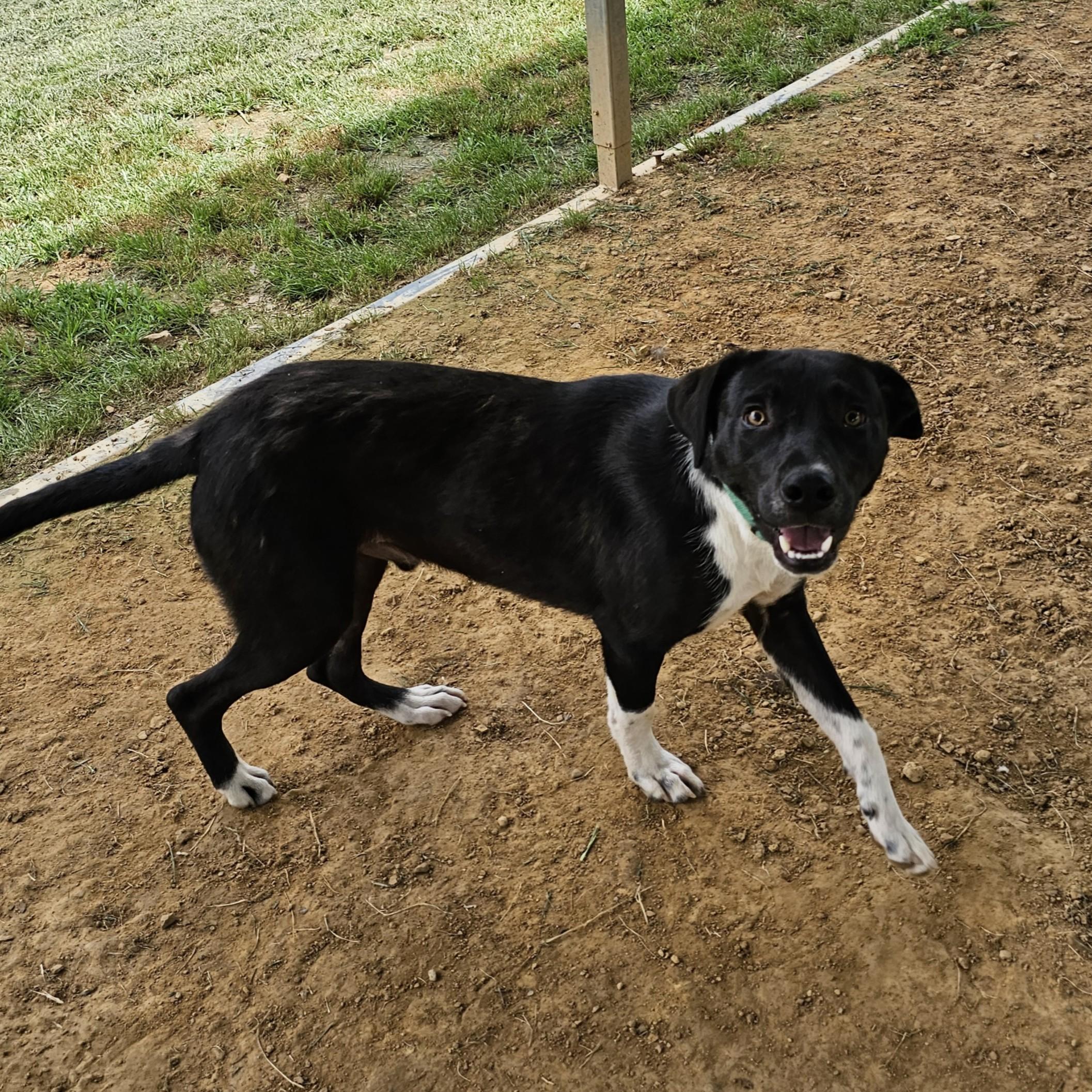 Bamm-Bamm, a ADOPTABLE Mixed Breed in Searcy, AR image 6/6