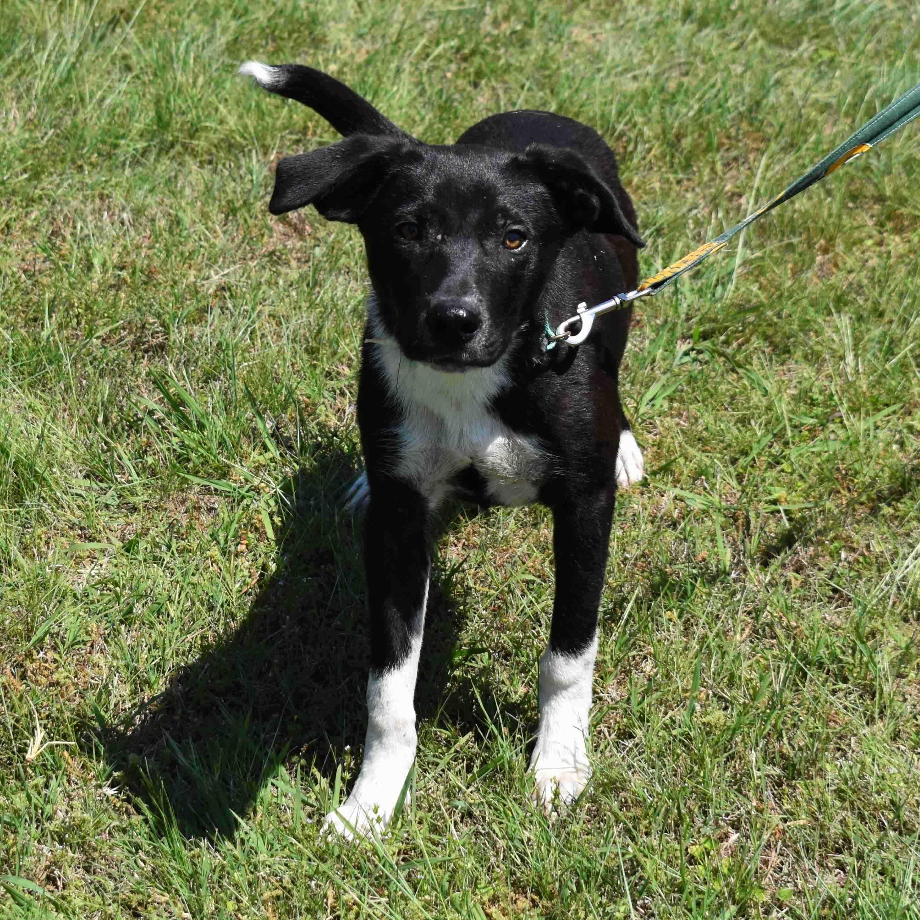 Enlarge Bamm-Bamm, a ADOPTABLE Mixed Breed in Searcy, AR image 1/6