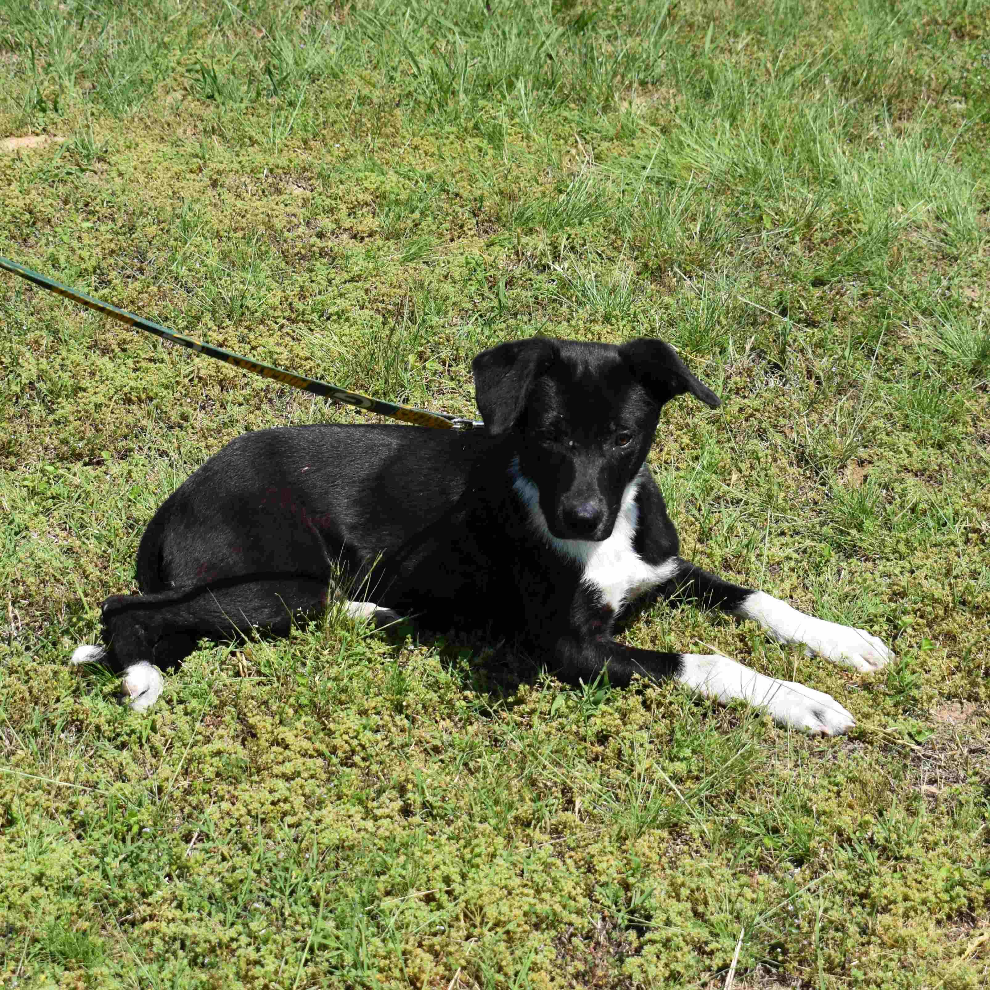 Enlarge Bamm-Bamm, a ADOPTABLE Mixed Breed in Searcy, AR image 2/6