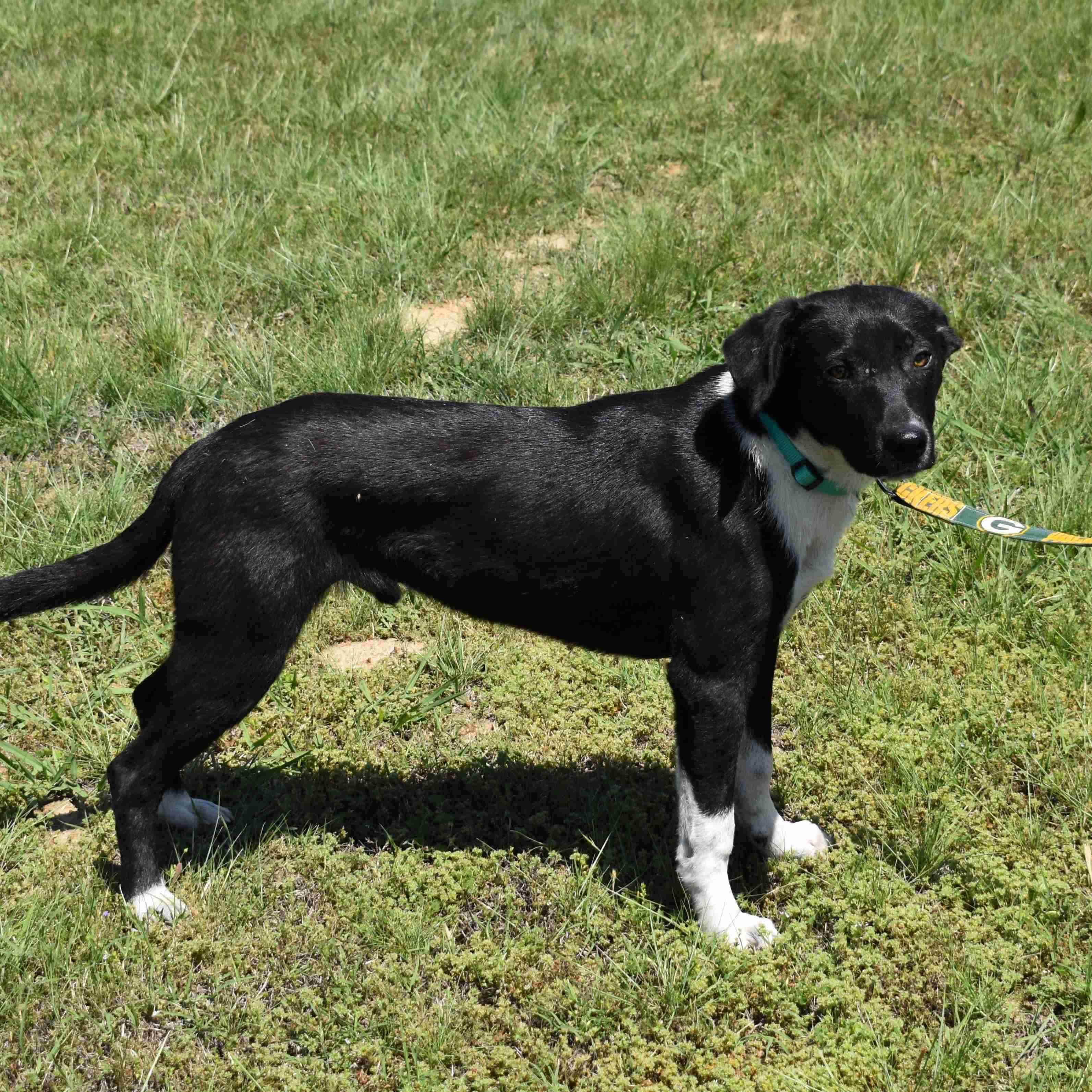 Enlarge Bamm-Bamm, a ADOPTABLE Mixed Breed in Searcy, AR image 4/6