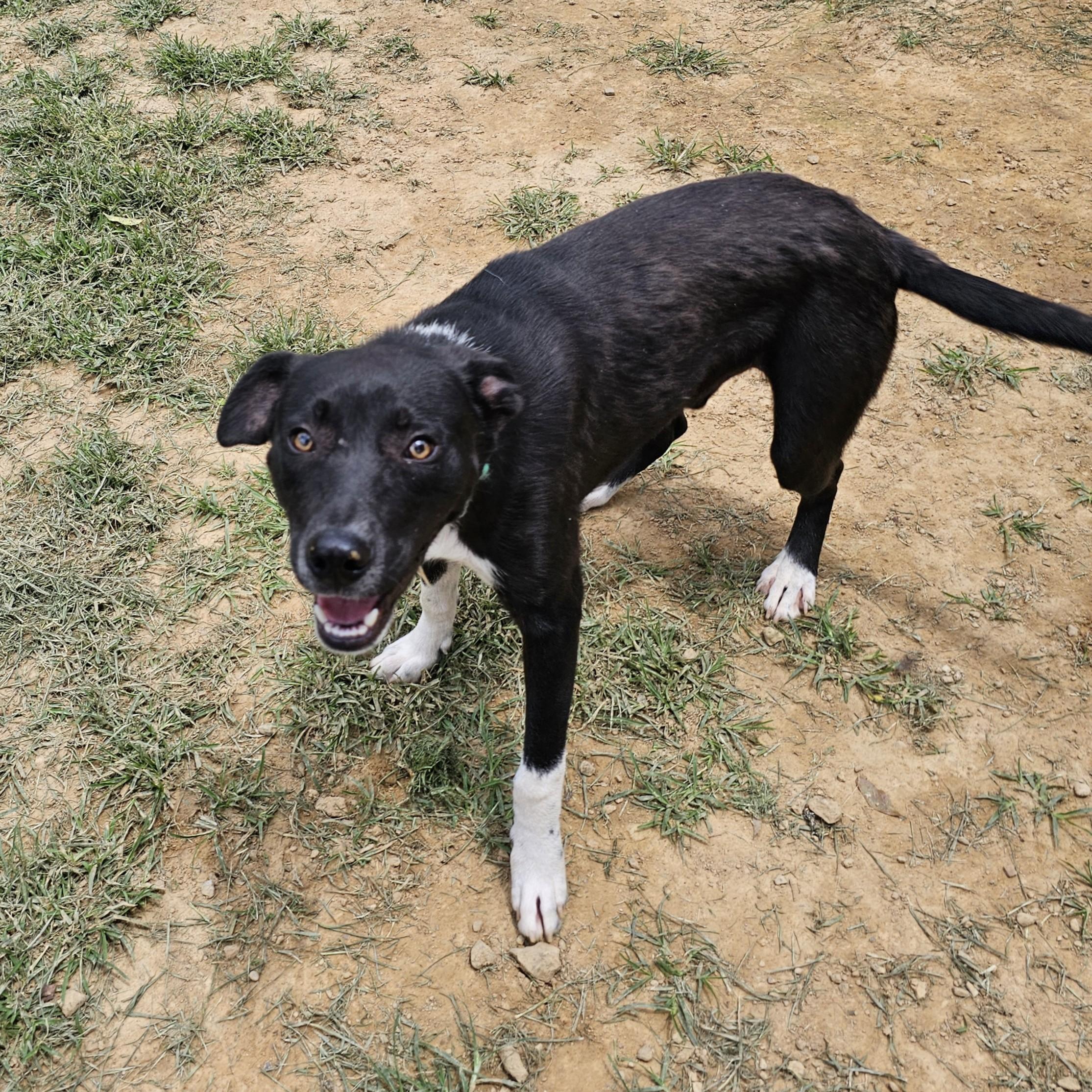 Bamm-Bamm, a ADOPTABLE Mixed Breed in Searcy, AR image 4/6