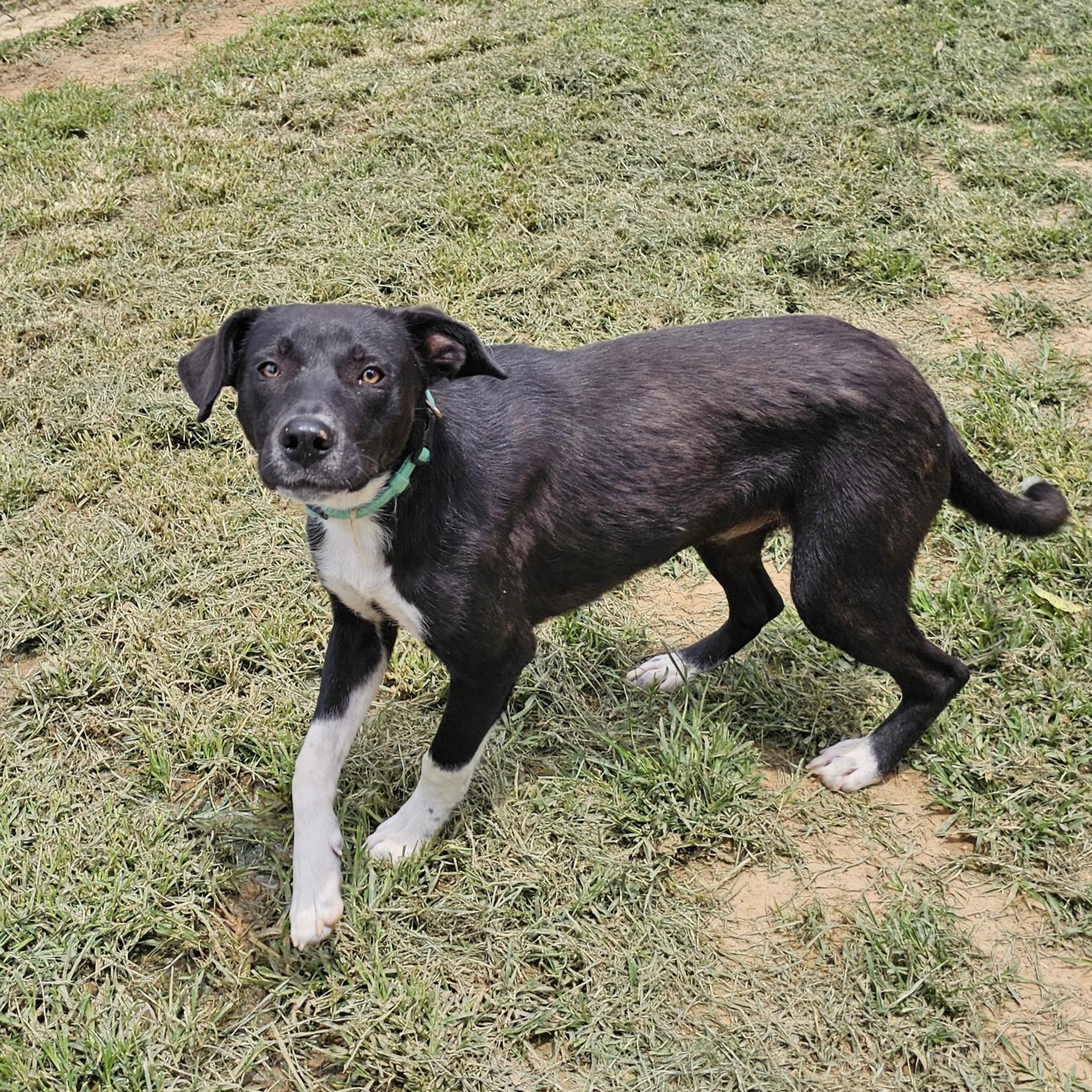 Bamm-Bamm, a ADOPTABLE Mixed Breed in Searcy, AR image 5/6