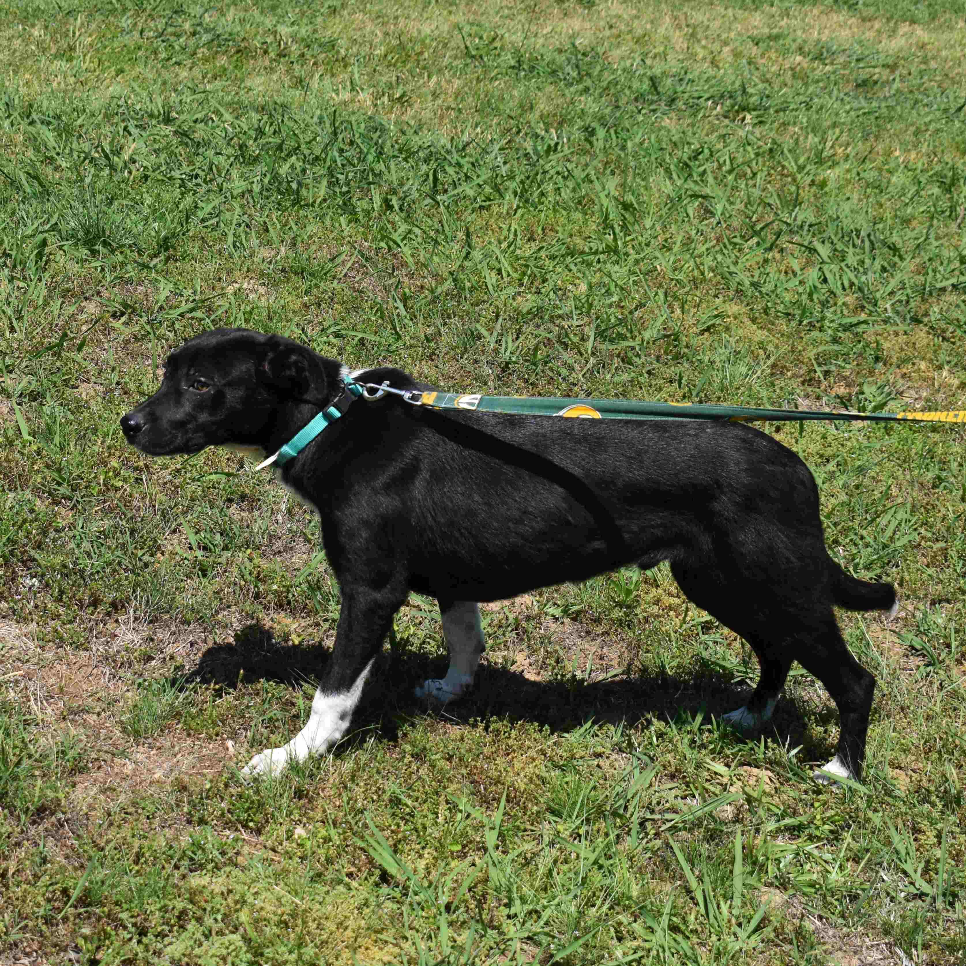 Enlarge Bamm-Bamm, a ADOPTABLE Mixed Breed in Searcy, AR image 6/6