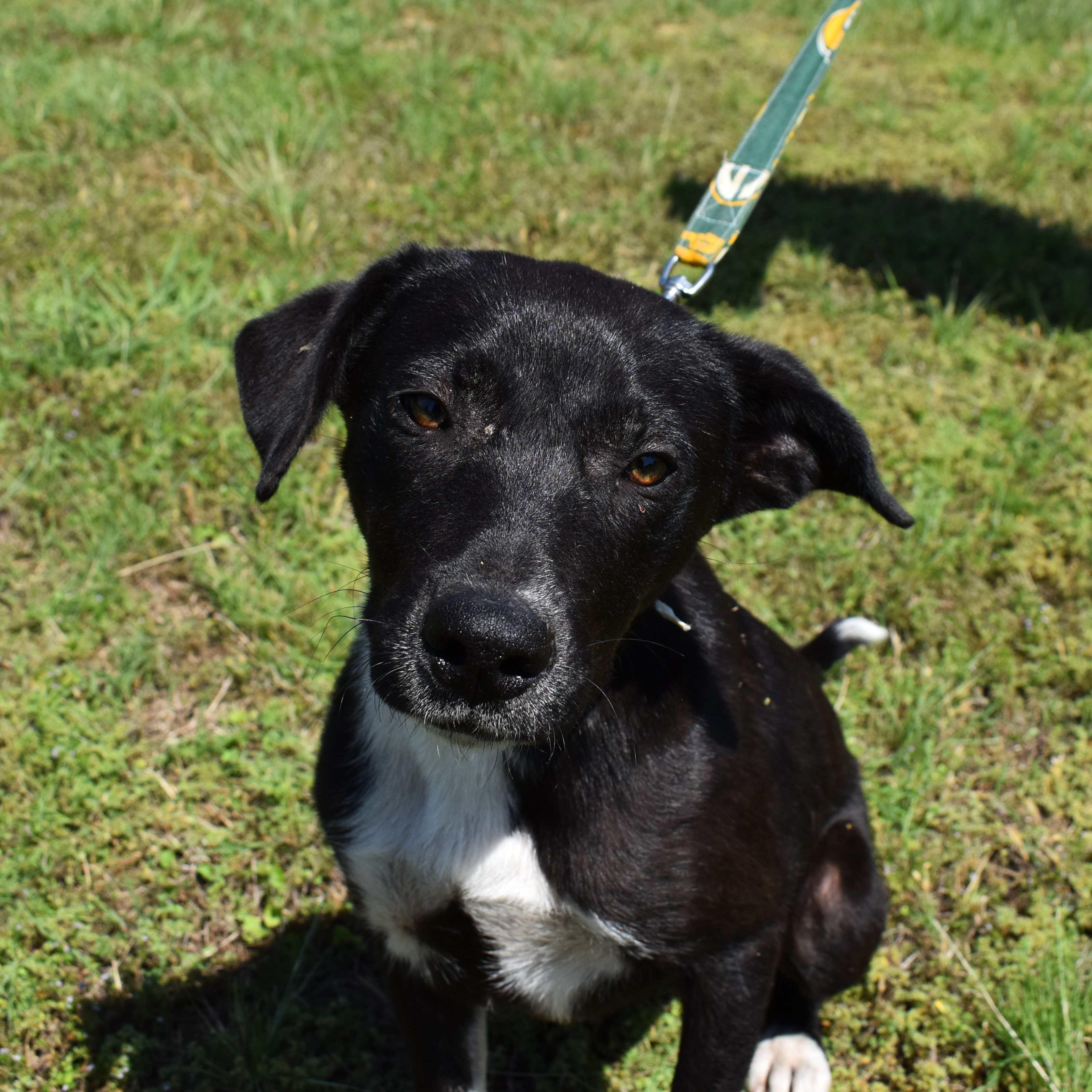 Enlarge Bamm-Bamm, a ADOPTABLE Mixed Breed in Searcy, AR image 5/6