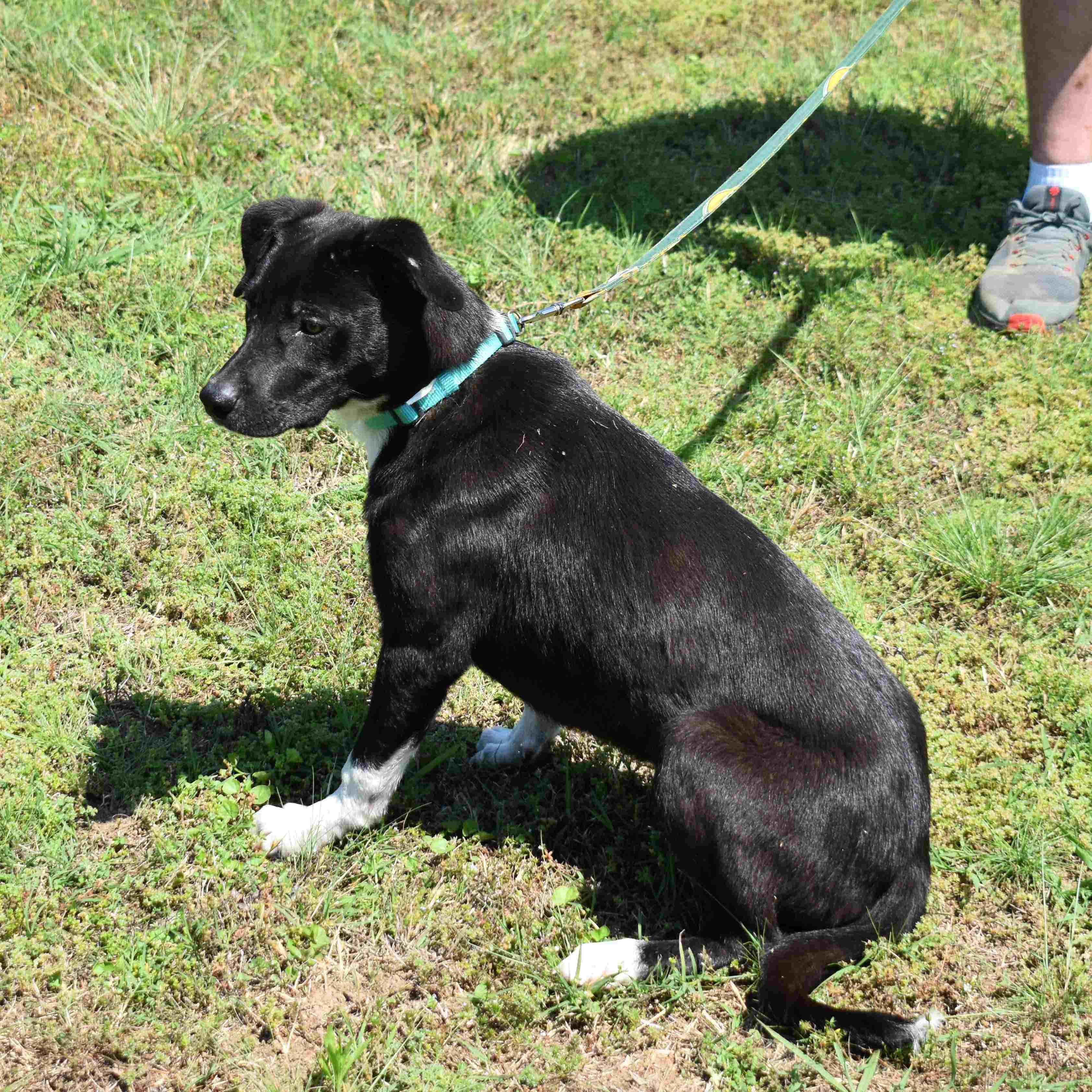 Enlarge Bamm-Bamm, a ADOPTABLE Mixed Breed in Searcy, AR image 3/6
