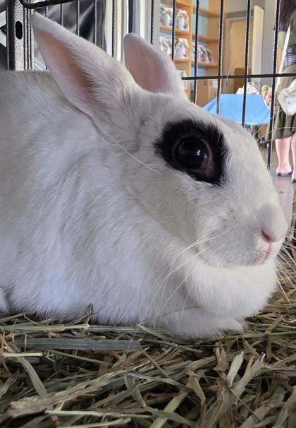 Enlarge Harlow, a Adoptable American in Honolulu, HI image 1/1