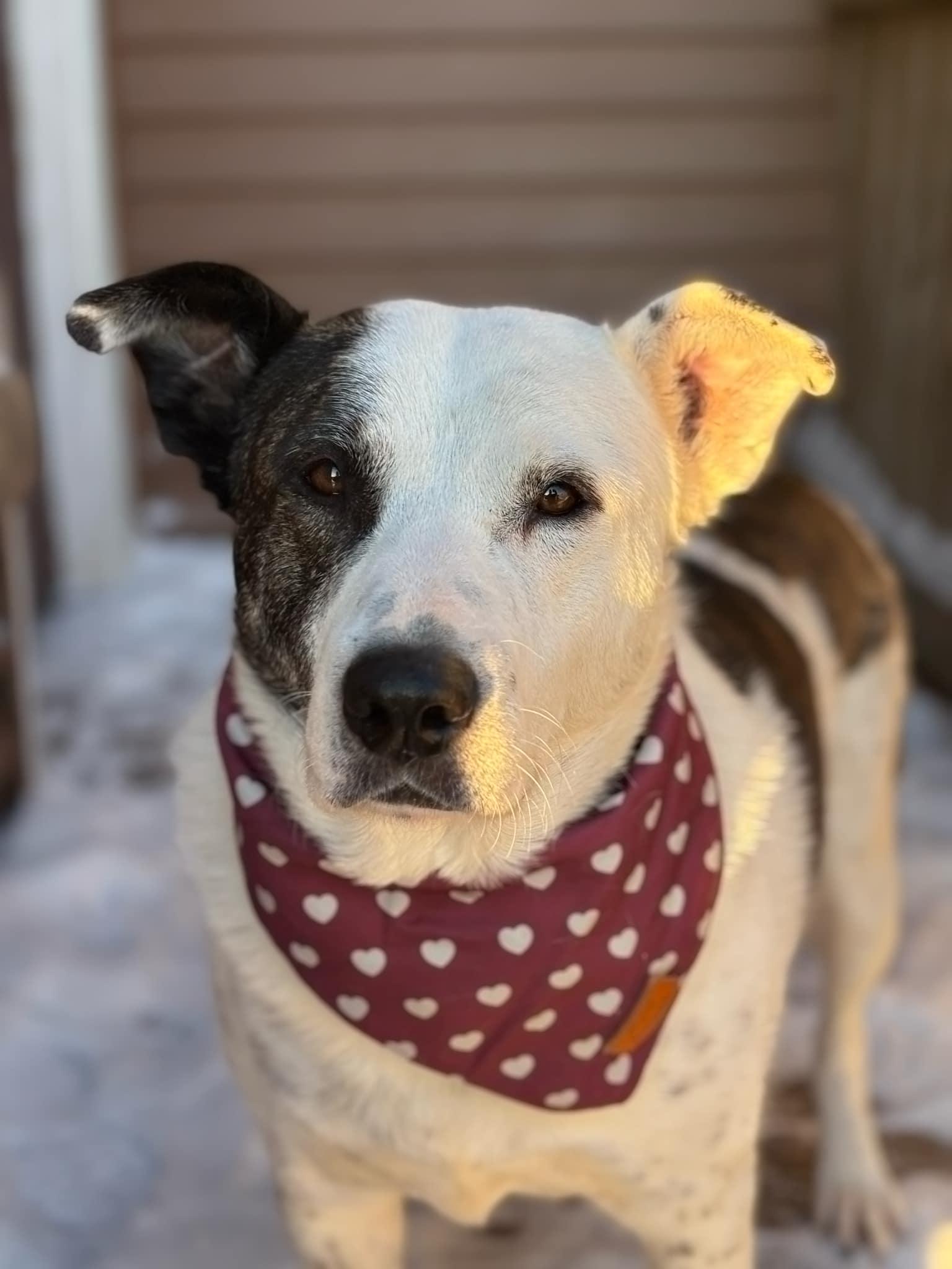 Kona, an adoptable Labrador Retriever, Pit Bull Terrier in Watertown, WI, 53094 | Photo Image 2