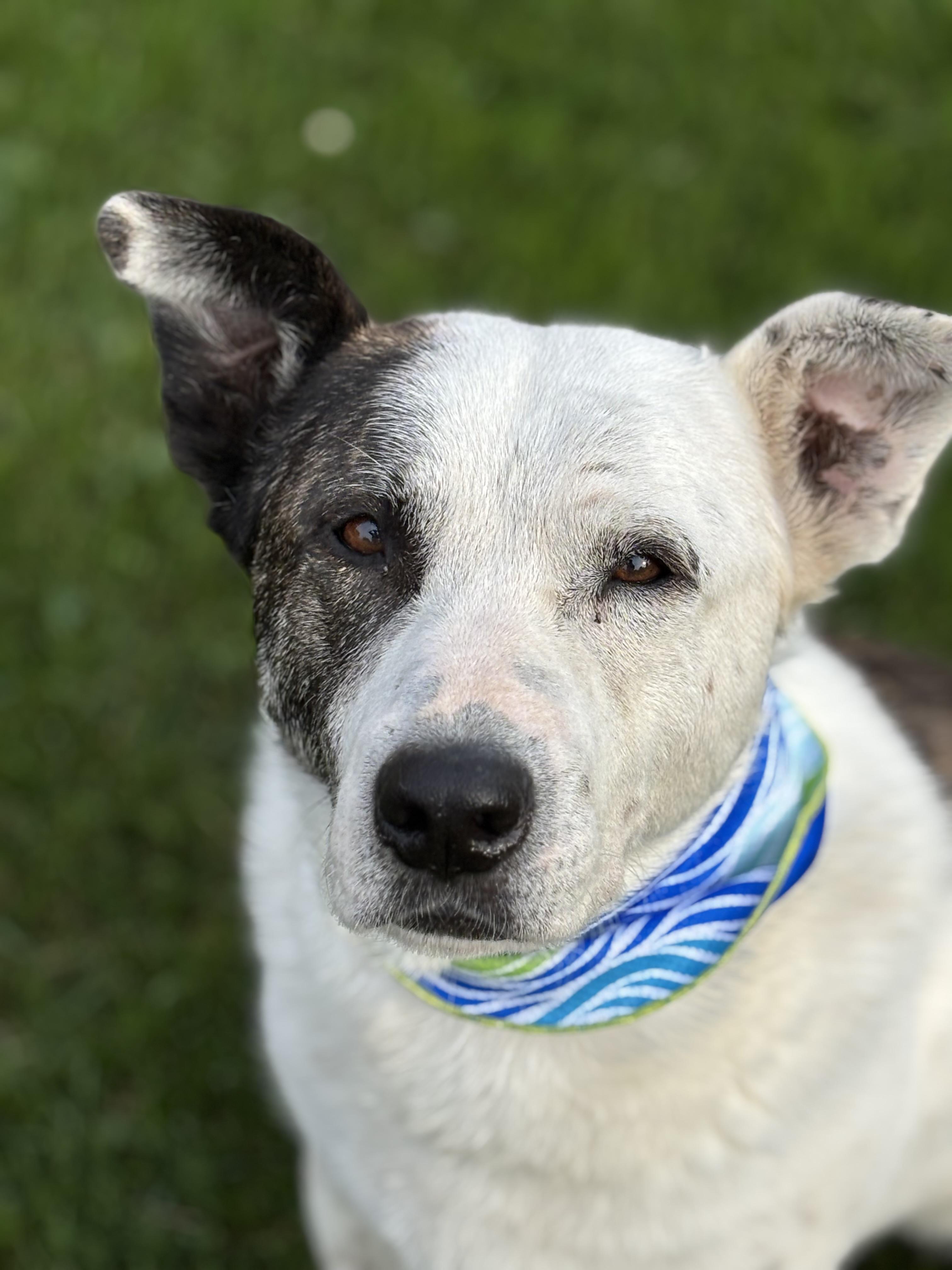 Kona, a Adoptable Labrador Retriever in Watertown, WI image 5/6