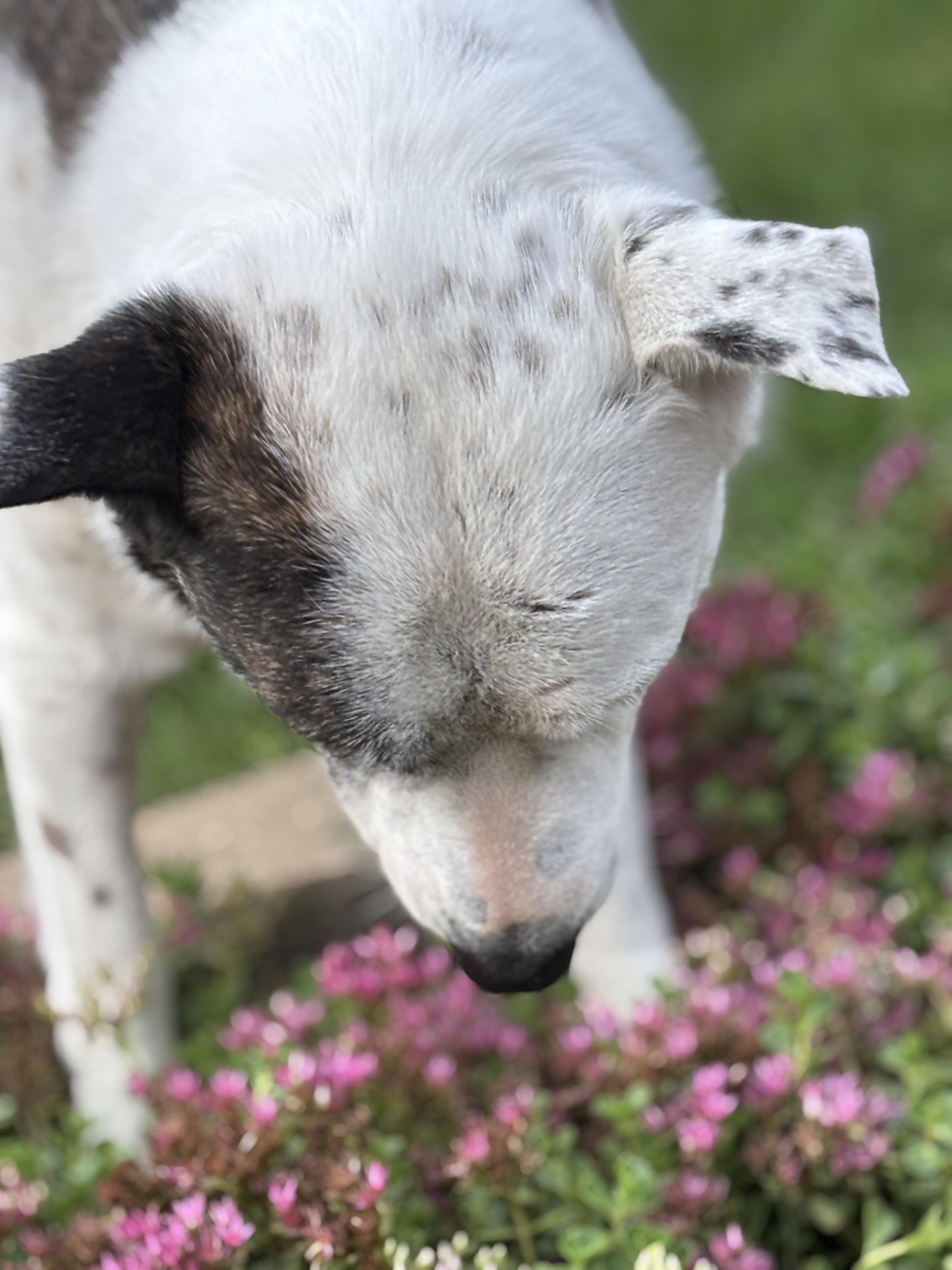 Kona, a Adoptable Labrador Retriever in Watertown, WI image 4/6