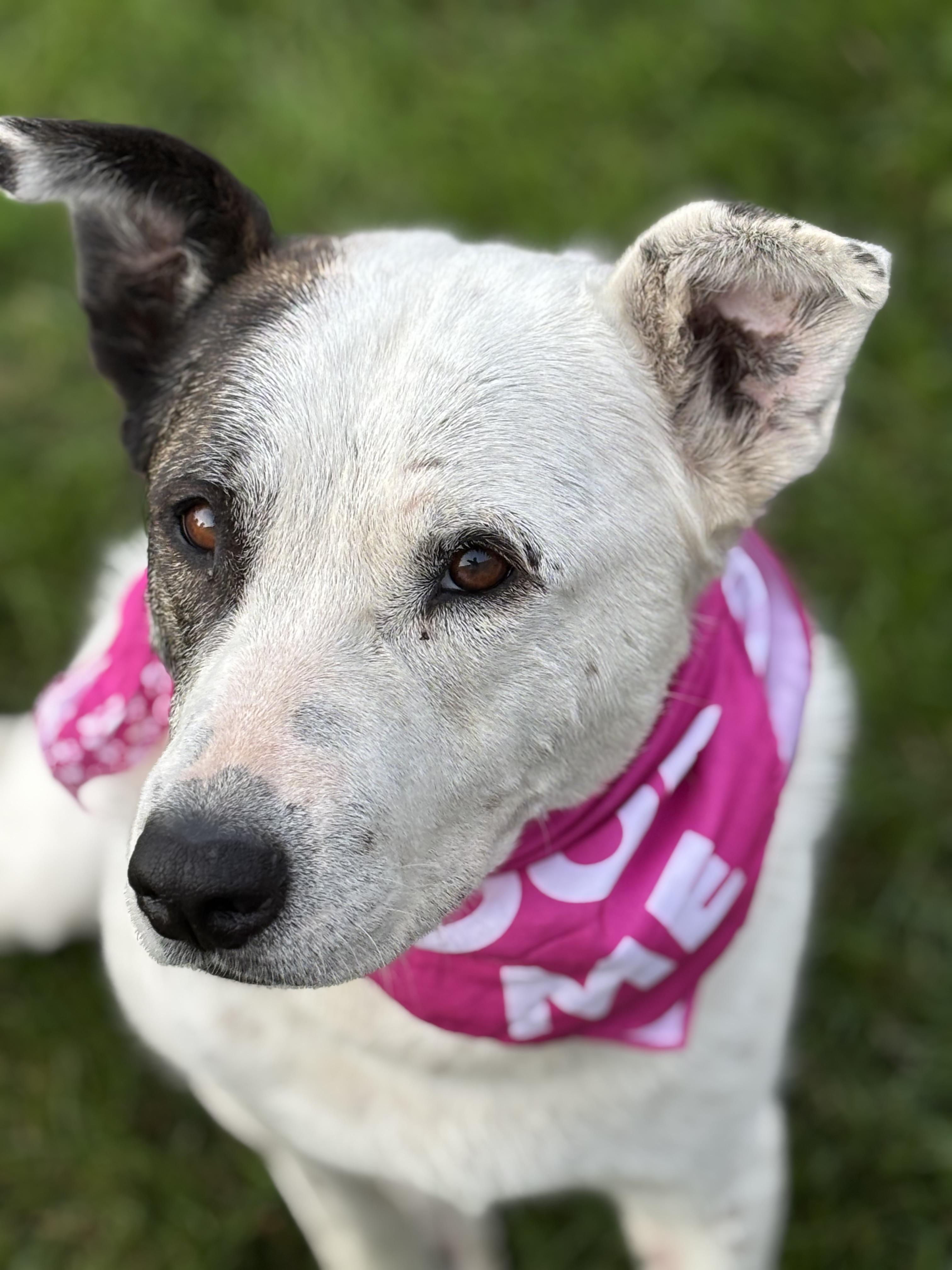 Kona, a Adoptable Labrador Retriever in Watertown, WI image 3/6