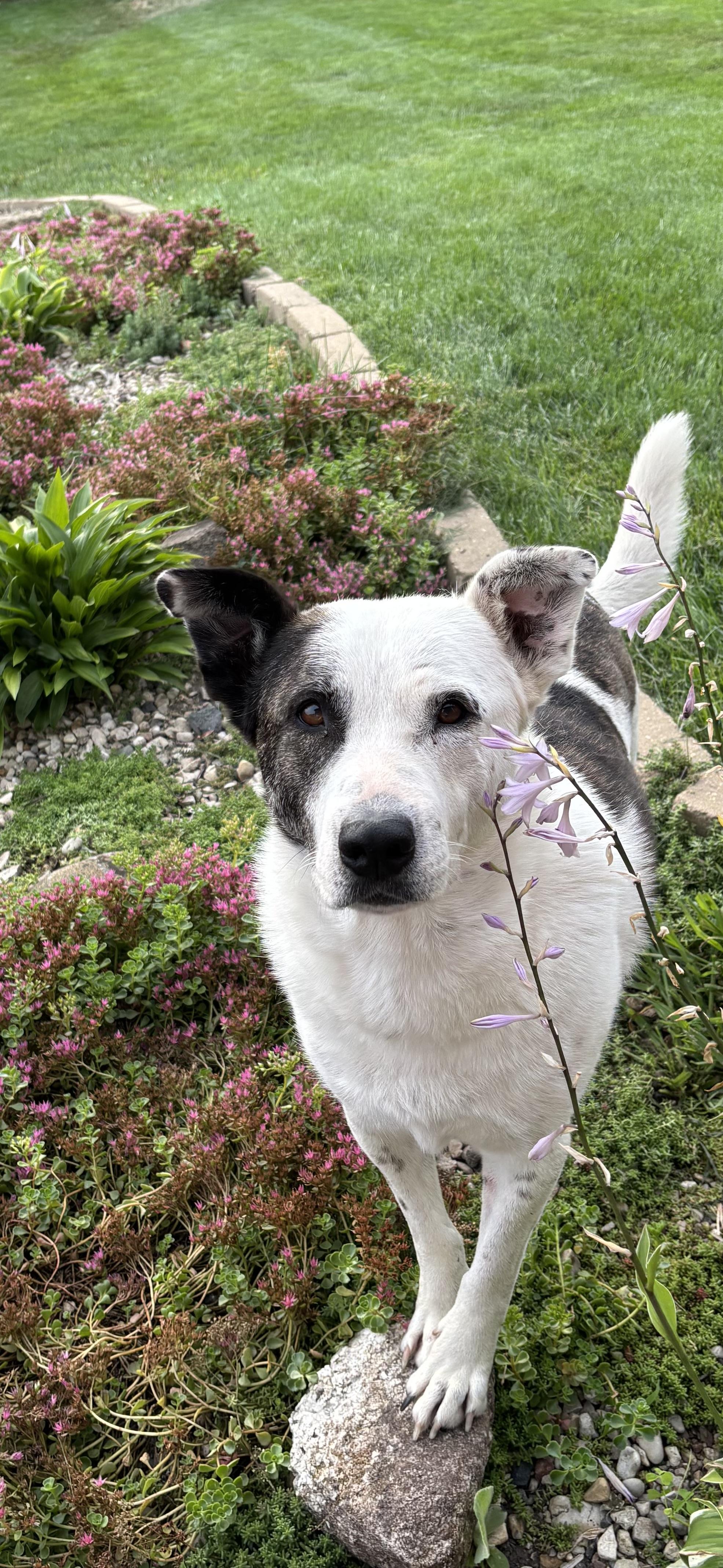 Kona, a Adoptable Labrador Retriever in Watertown, WI image 2/6