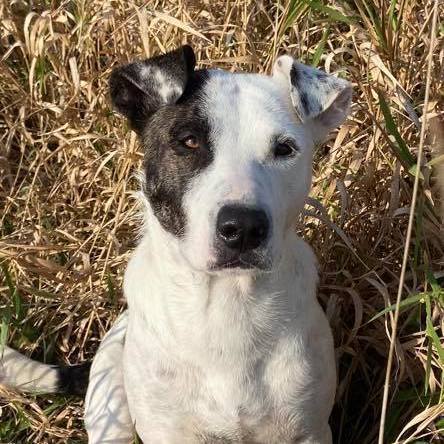 Kona, Adult Female Labrador Retriever