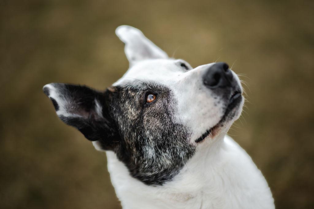 Kona, Adoptable, Adult Female Labrador Retriever.