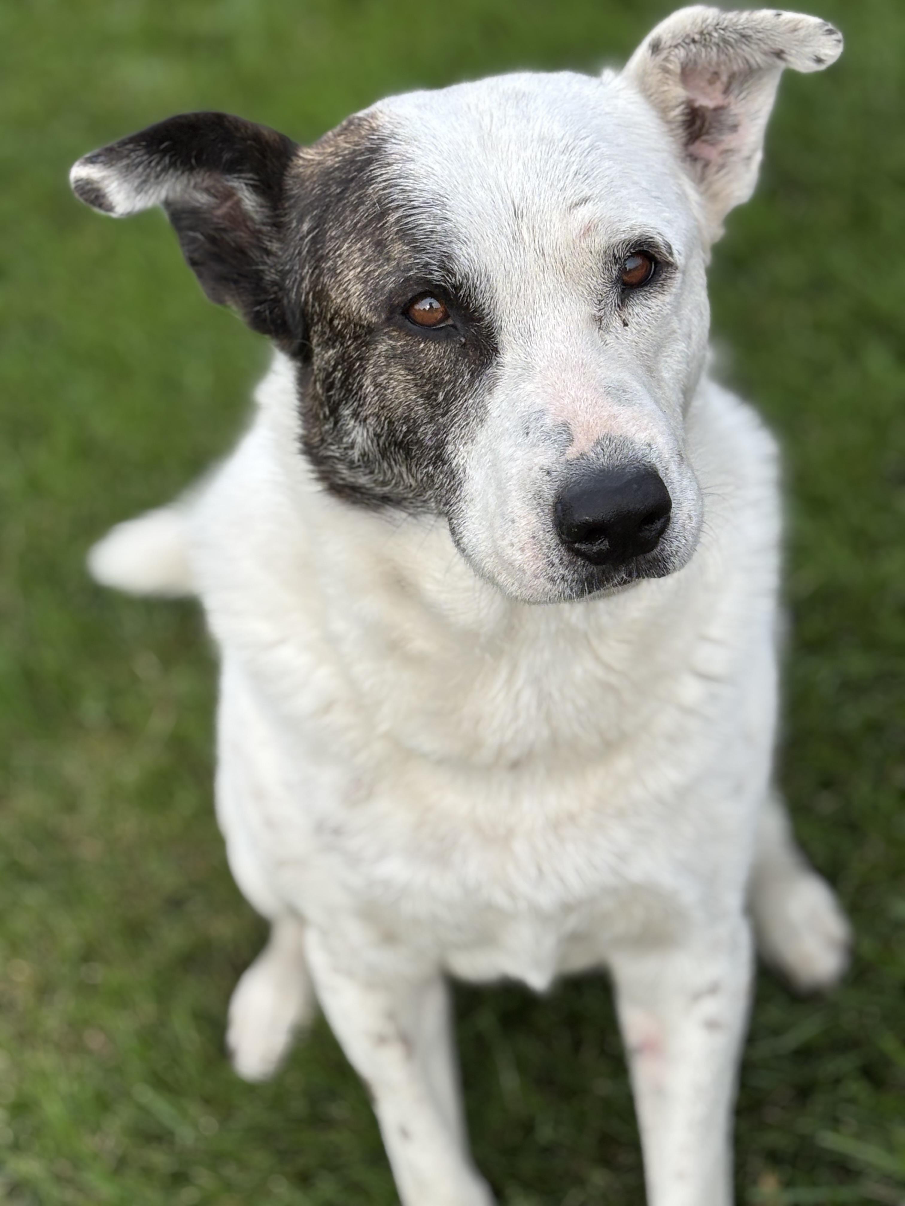 Kona, Adoptable, Adult Female Labrador Retriever.