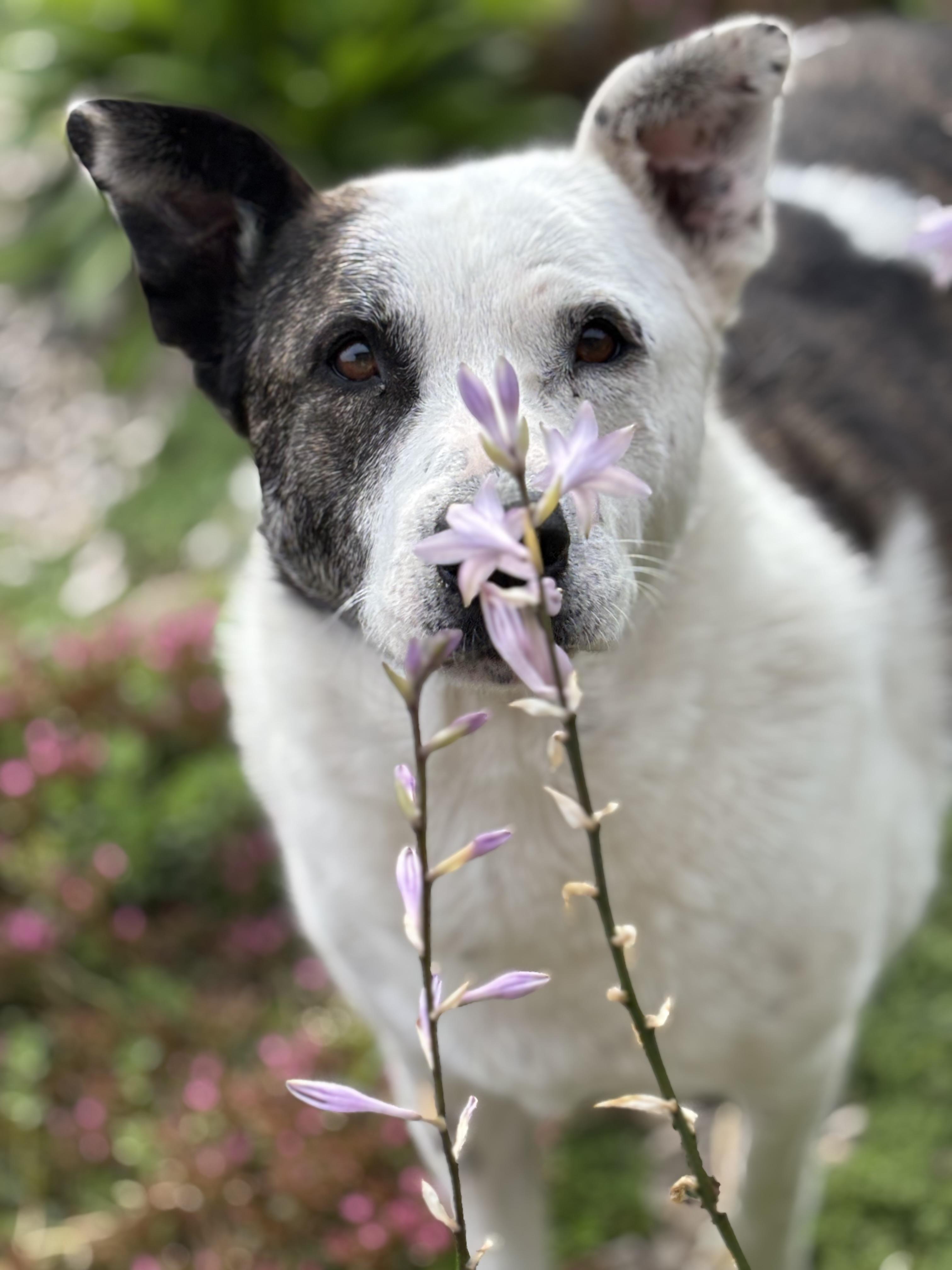 Kona, a Adoptable Labrador Retriever in Watertown, WI image 6/6