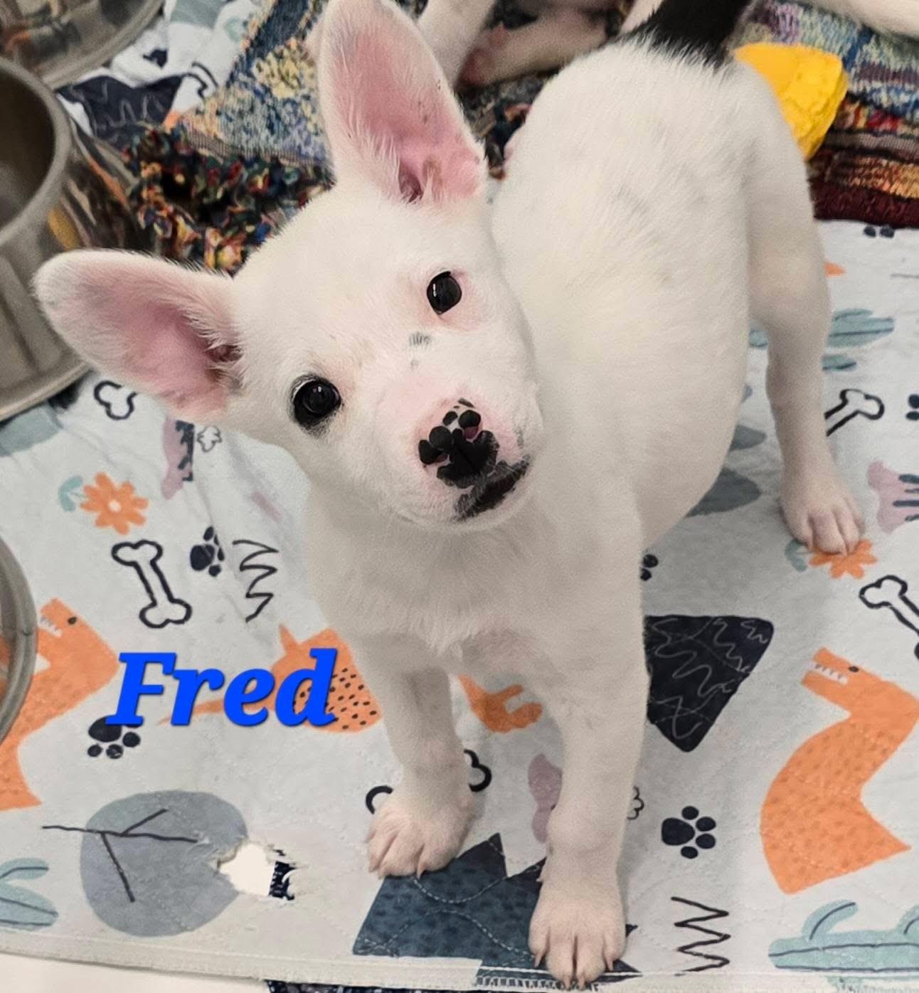 Fred, ADOPTABLE, Puppy Male Australian Cattle Dog / Blue Heeler.