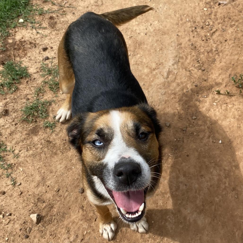 Mabel, Adoptable, Adult Female Cattle Dog & Beagle.