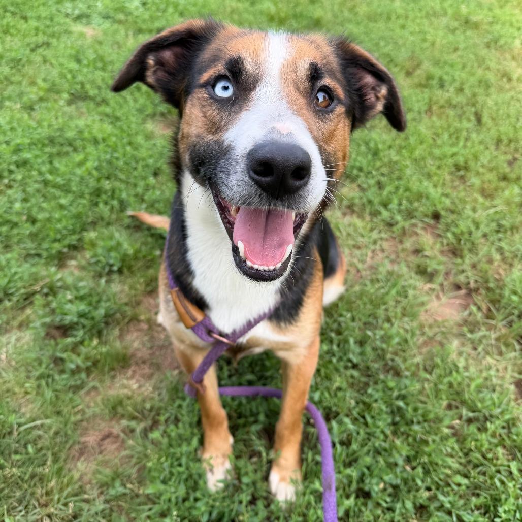 Mabel, a Adoptable mixed breed in Stillwater, OK image 2/2