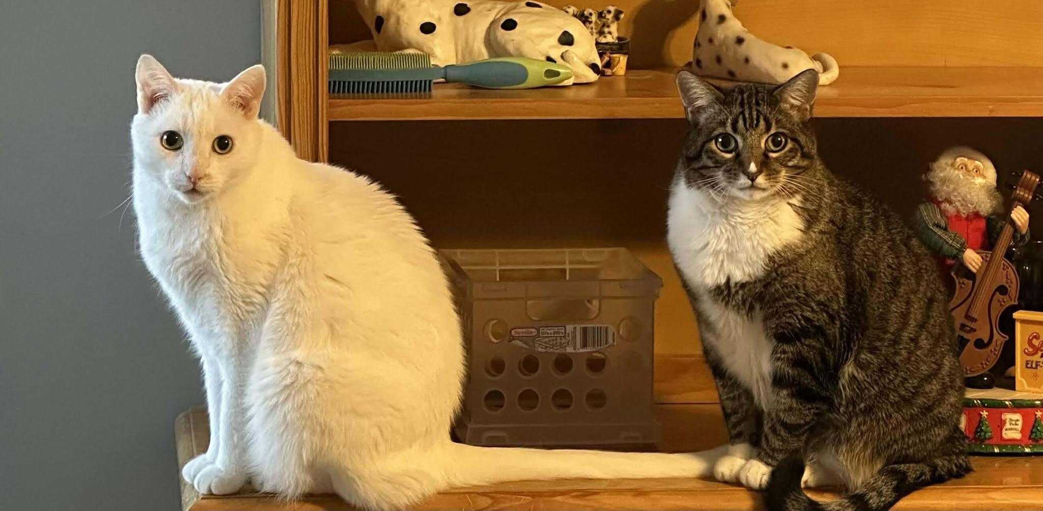 Crook & Nat - Bonded Pair