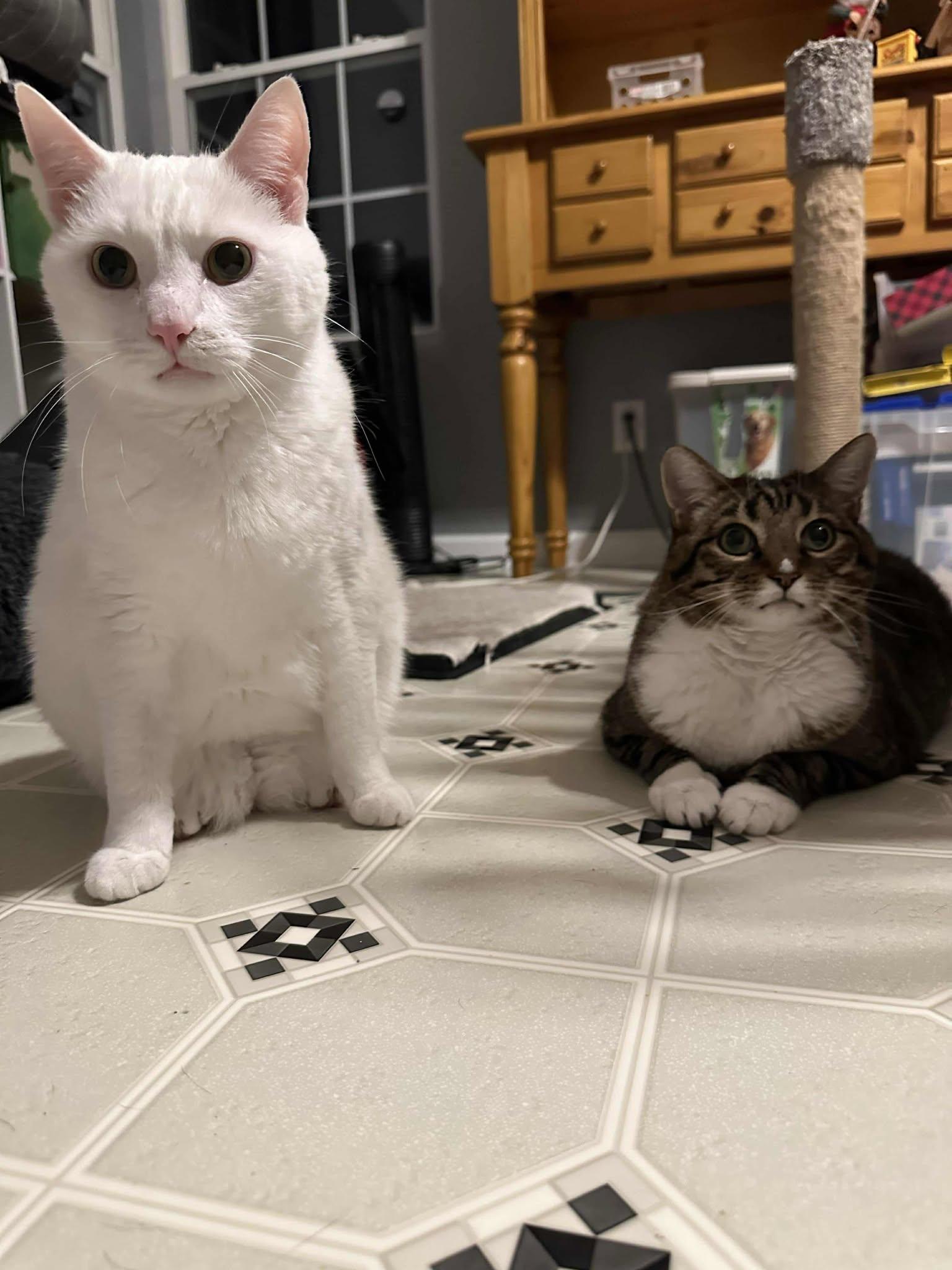 Crook & Nat - Bonded Pair