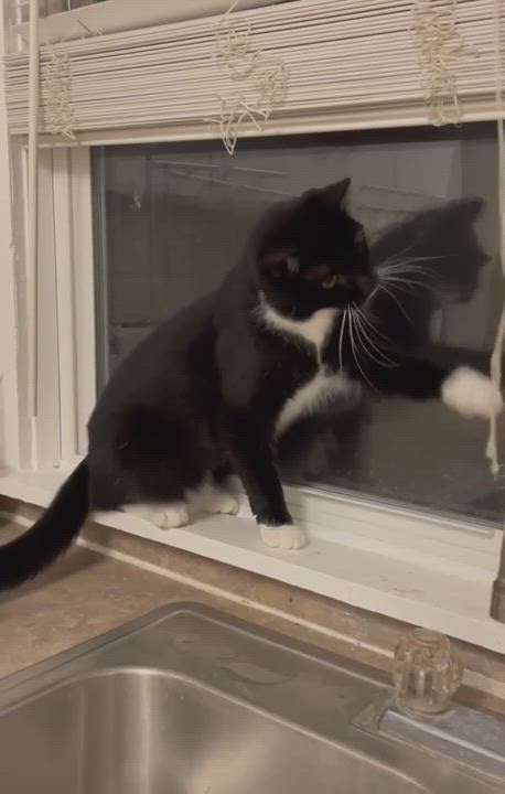 Enlarge Carisi, a Adopted Domestic Short Hair in Orlando, FL video 5/10