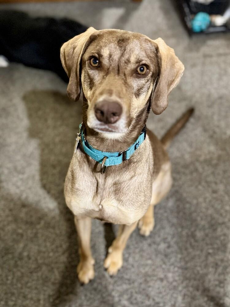 Morgan, Adoptable, Young Female Weimaraner & German Shepherd Dog.