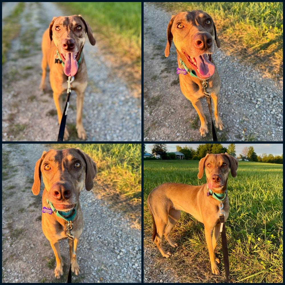 Enlarge Morgan, a Adoptable mixed breed in Cloverdale, IN image 2/6