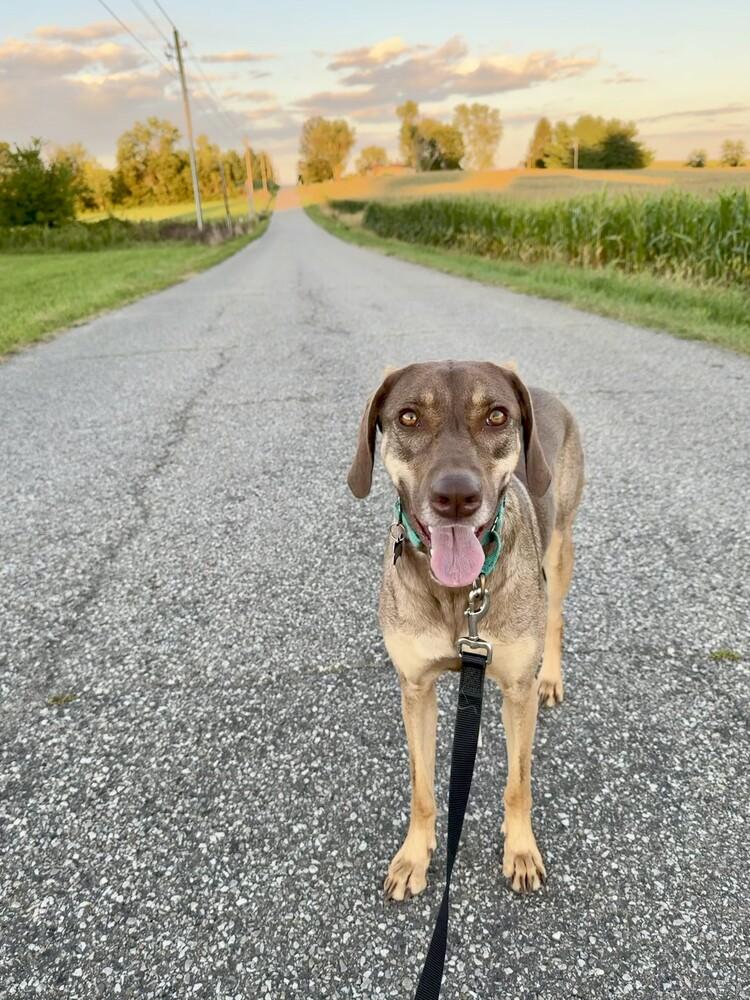 Enlarge Morgan, a Adoptable mixed breed in Cloverdale, IN image 3/6