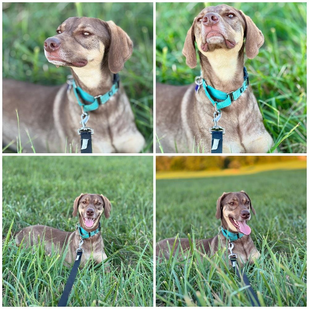 Enlarge Morgan, a Adoptable mixed breed in Cloverdale, IN image 4/6