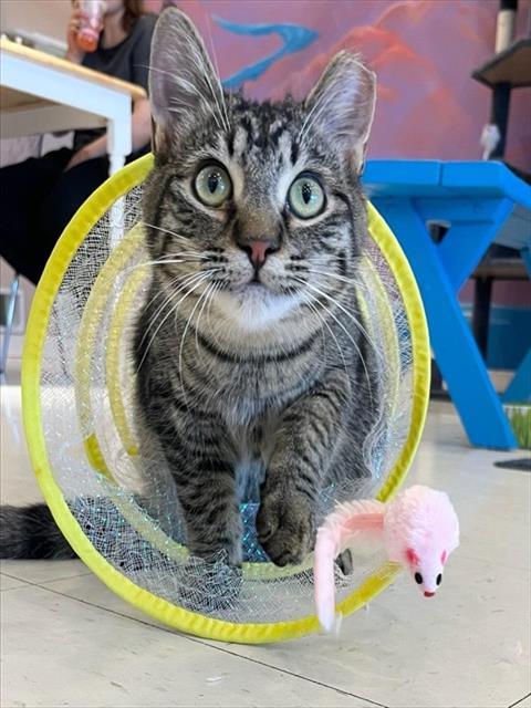 JOHNNY, Adoptable, Young Male Domestic Short Hair.