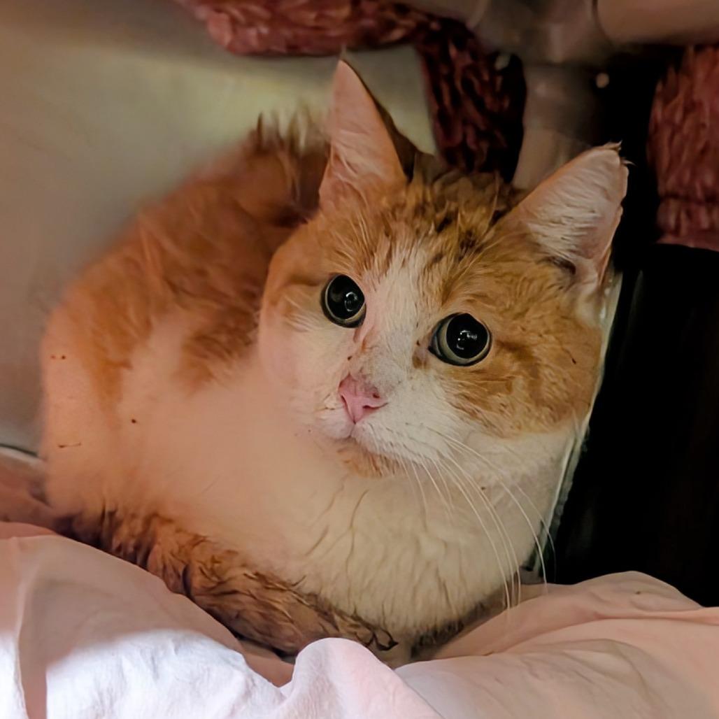 Paddy — thumbnail 2