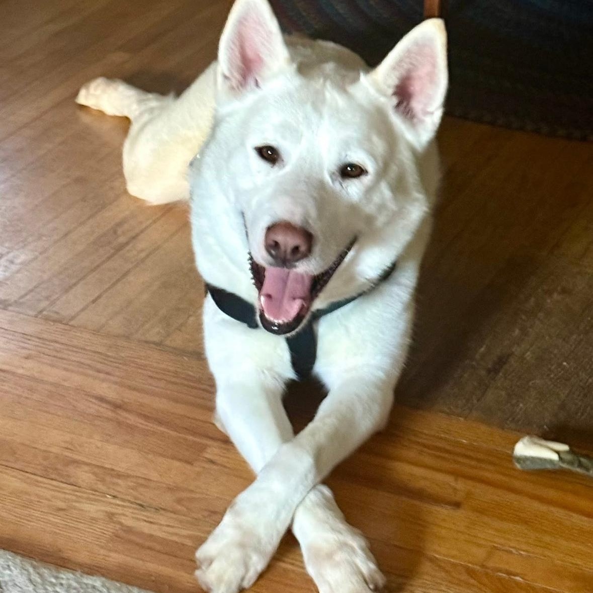 Gillman , adopted, Young Male Husky.