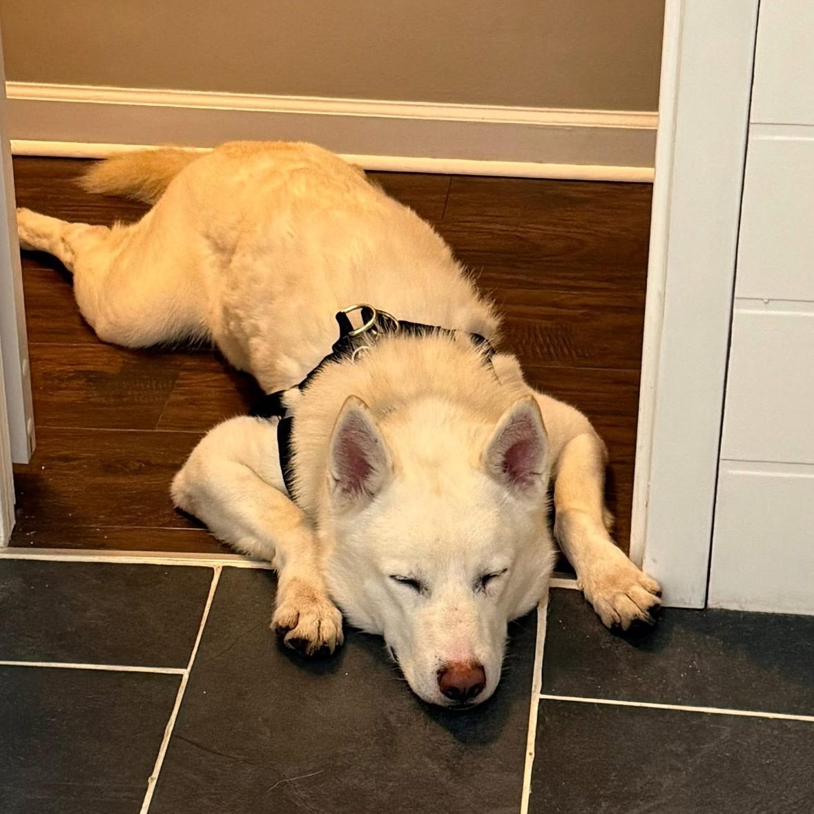 Gillman , an adopted mixed breed in Madison, VA image 2/5