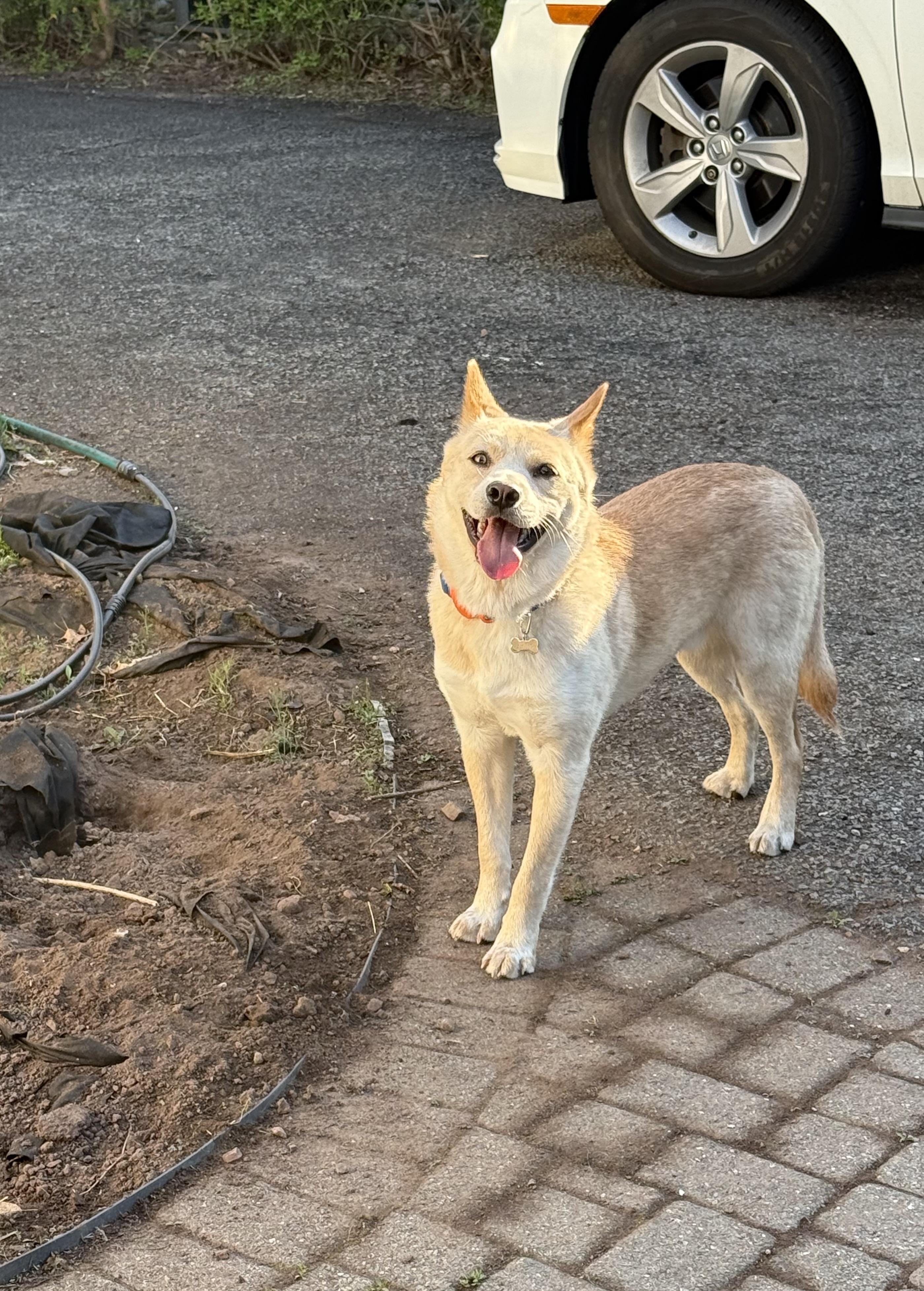 Enlarge Hugo, a Adoptable Jindo in Tenafly, NJ image 2/6