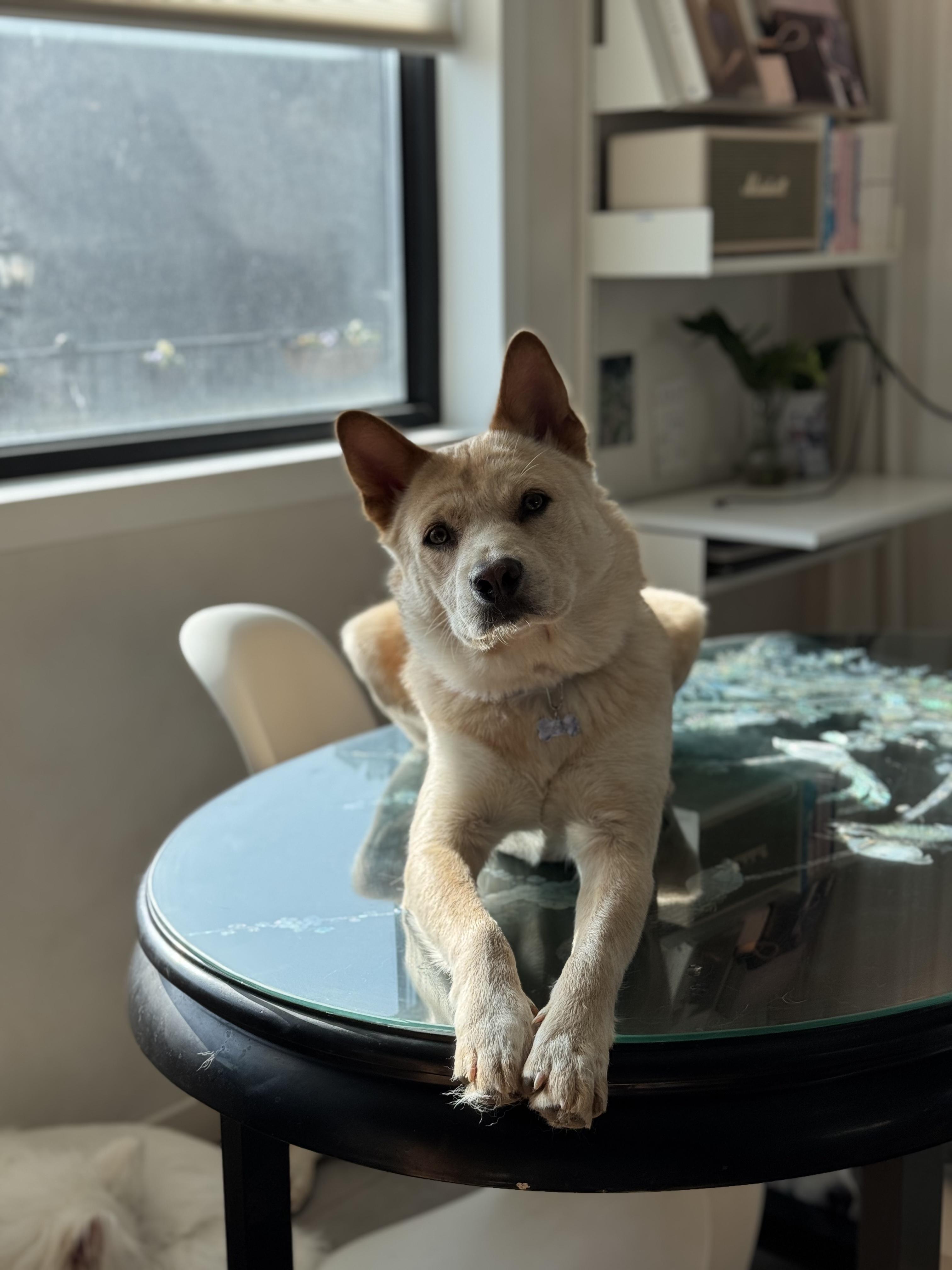 Hugo, Adoptable, Young Male Jindo.
