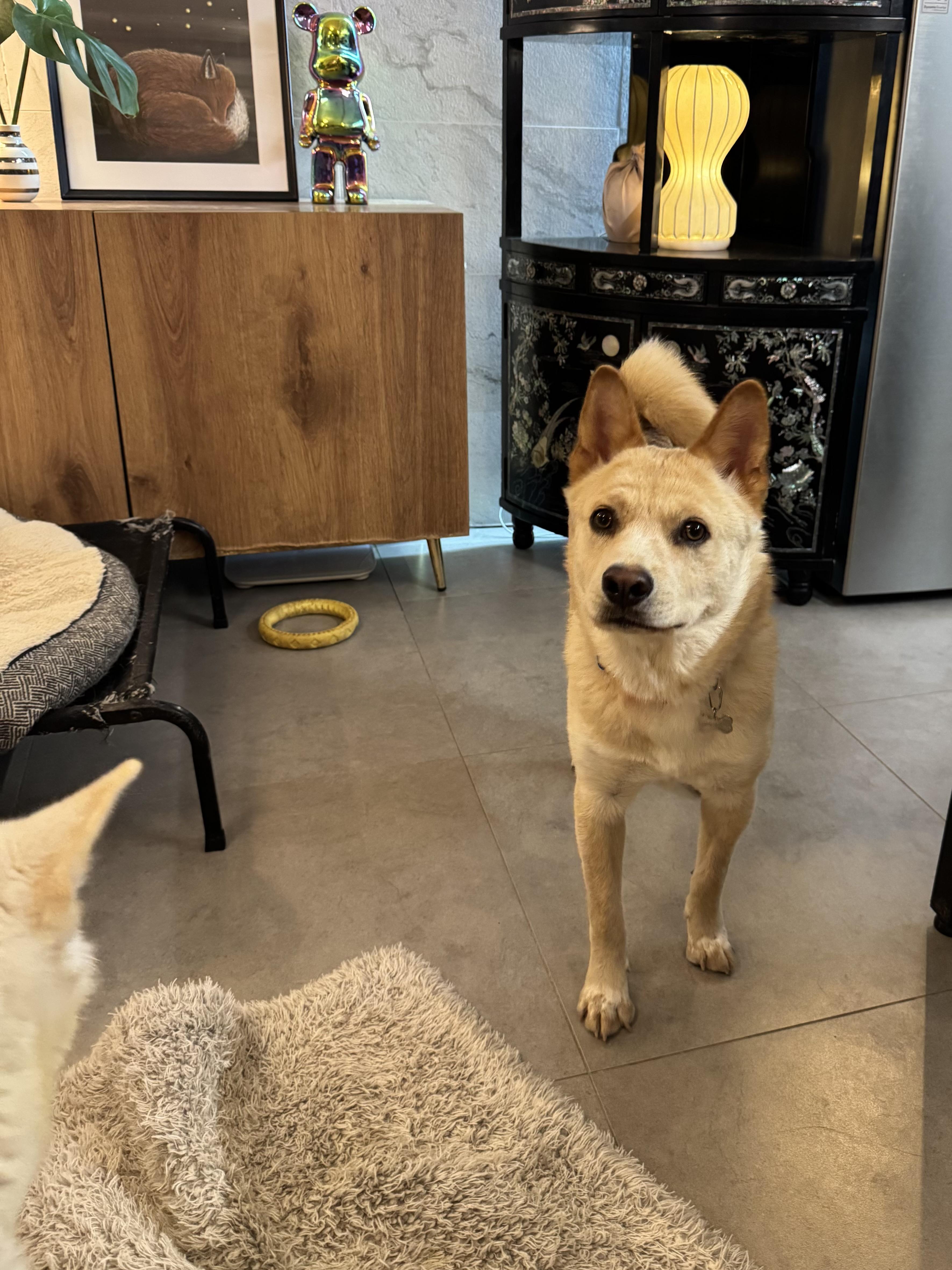 Enlarge Hugo, a Adoptable Jindo in Tenafly, NJ image 4/6