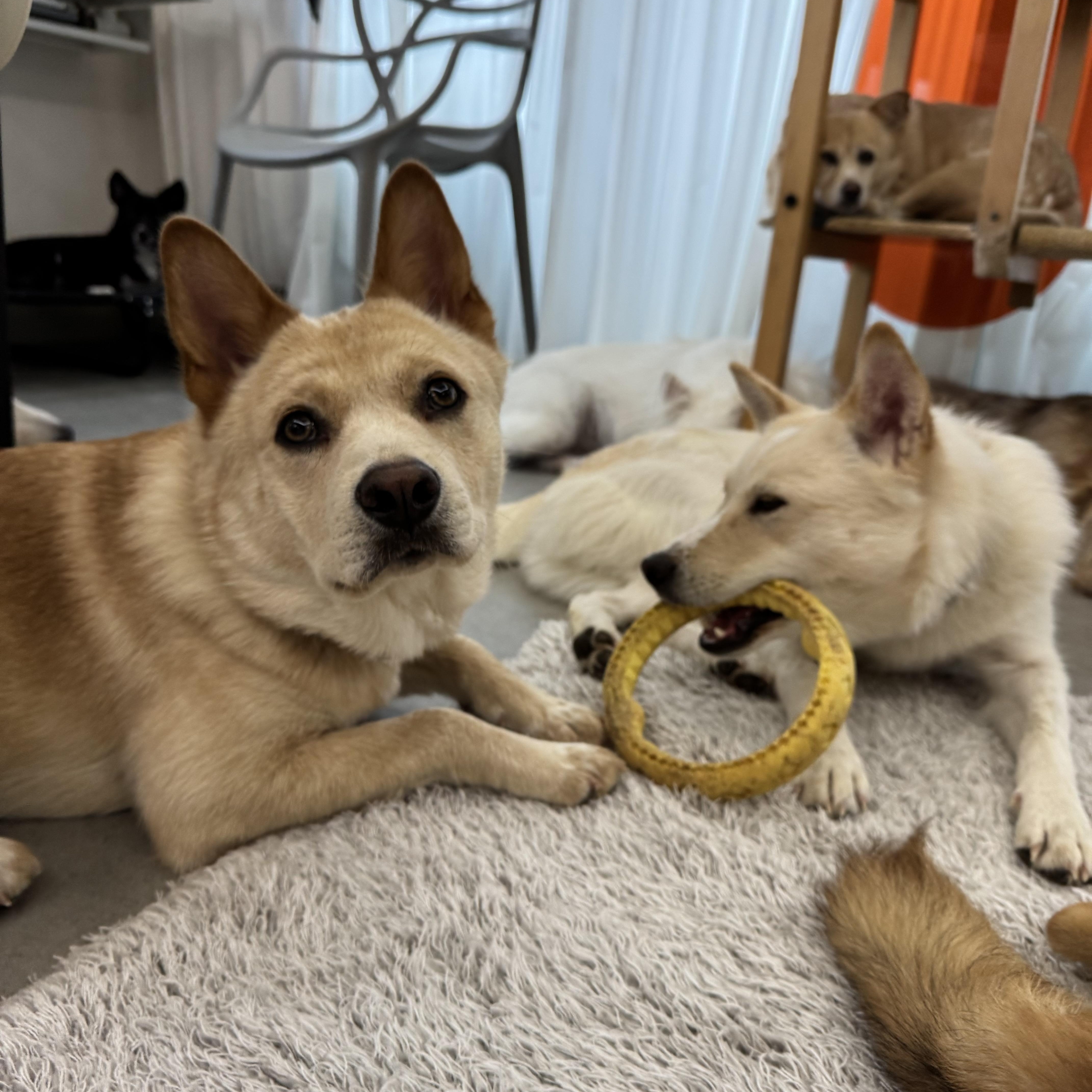 Enlarge Hugo, a Adoptable Jindo in Tenafly, NJ image 3/6