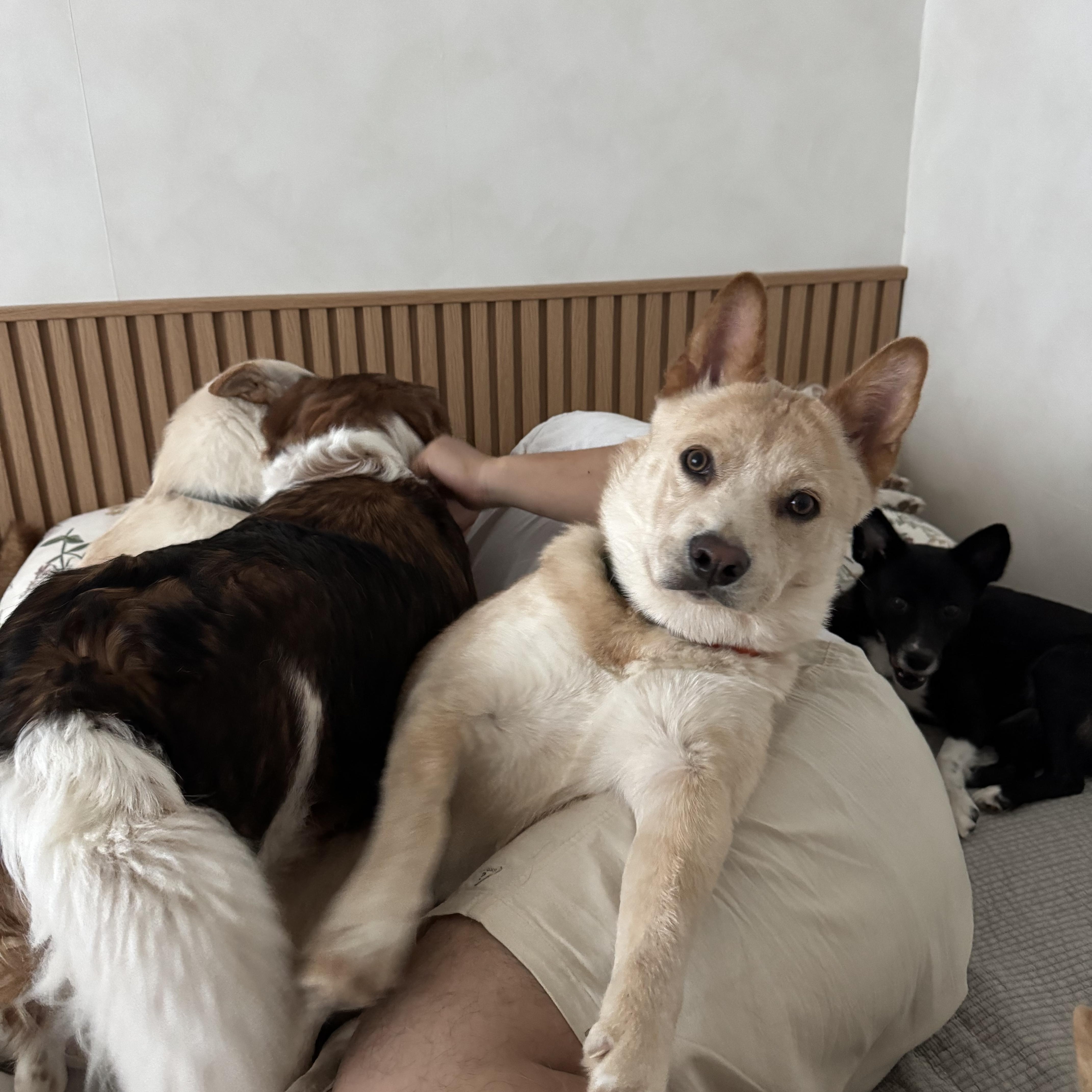 Enlarge Hugo, a Adoptable Jindo in Tenafly, NJ image 6/6