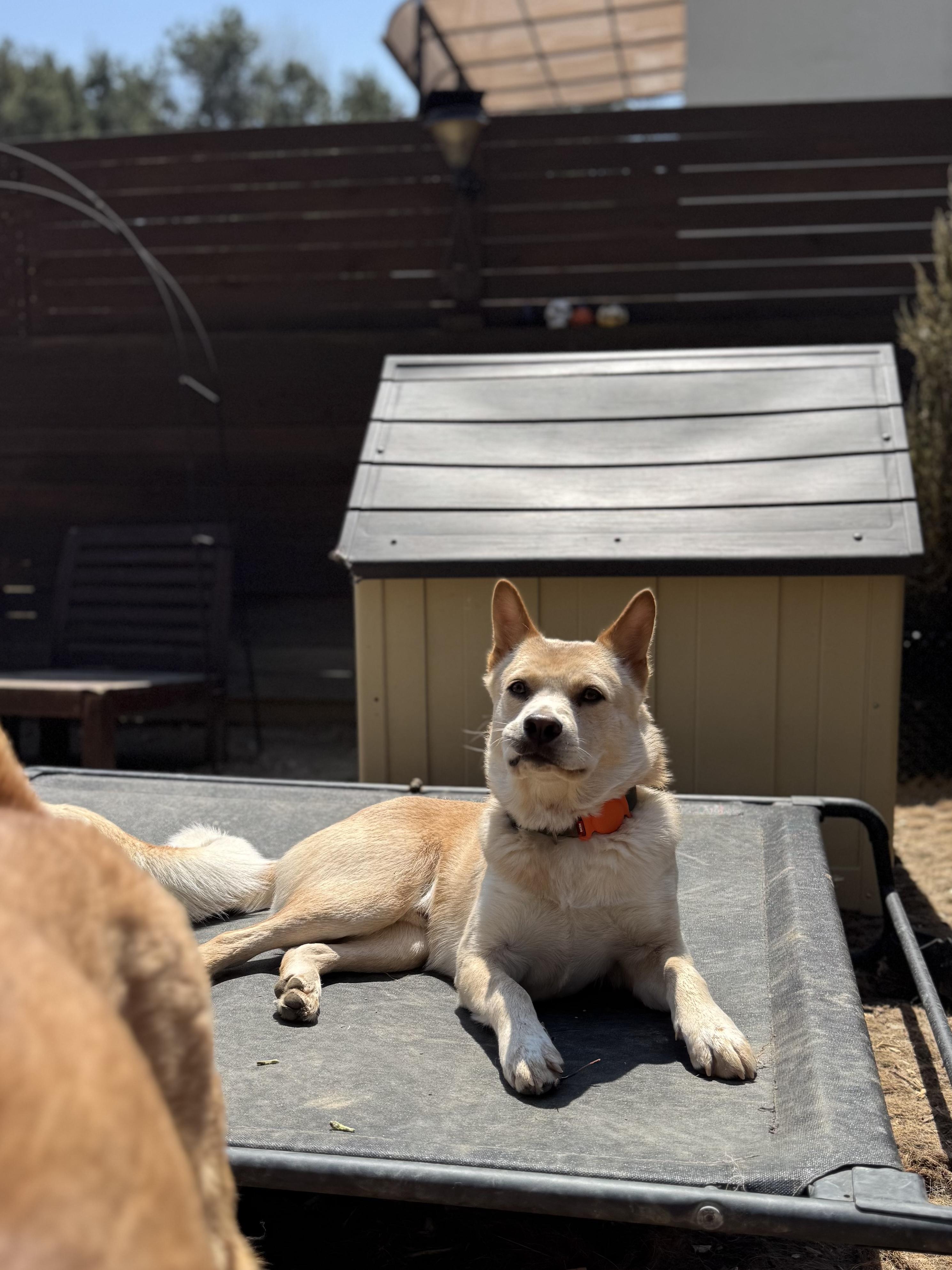 Enlarge Hugo, a Adoptable Jindo in Tenafly, NJ image 5/6