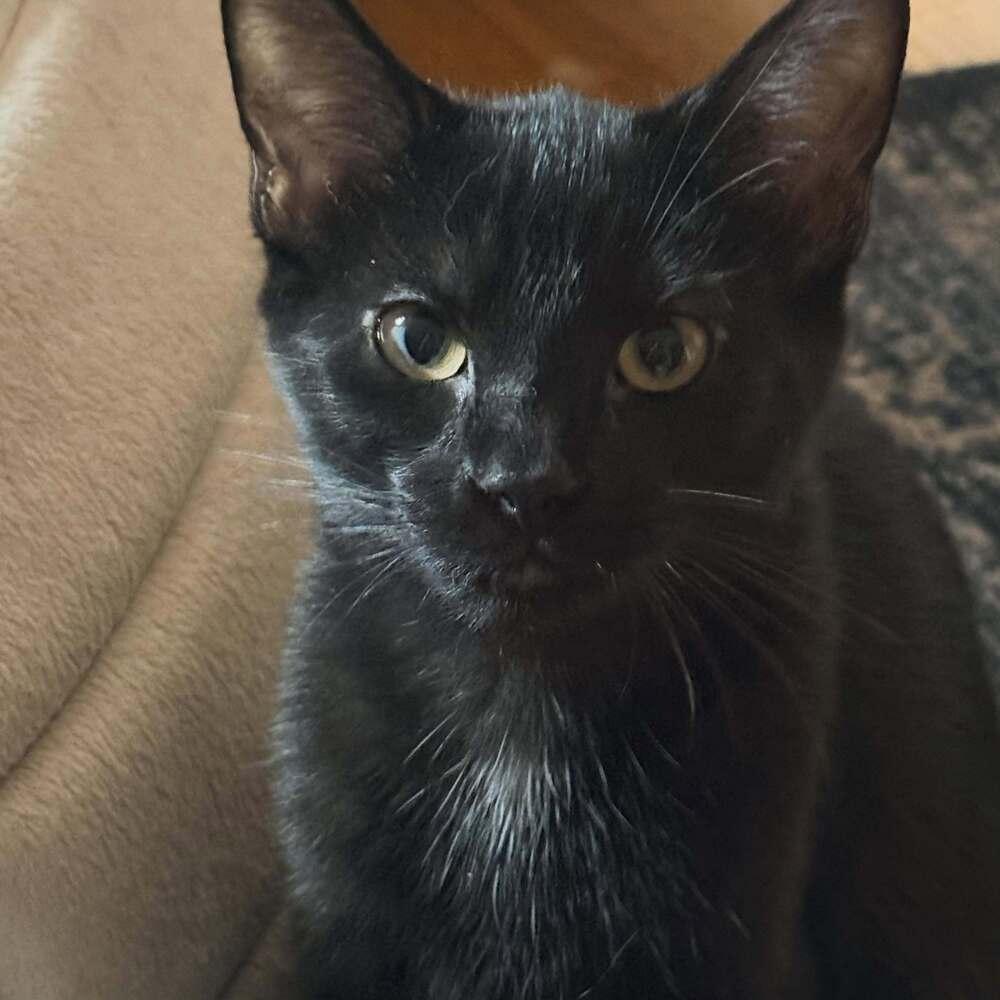 Ophelia, Adoptable, Kitten Female Domestic Short Hair & Domestic Short Hair.