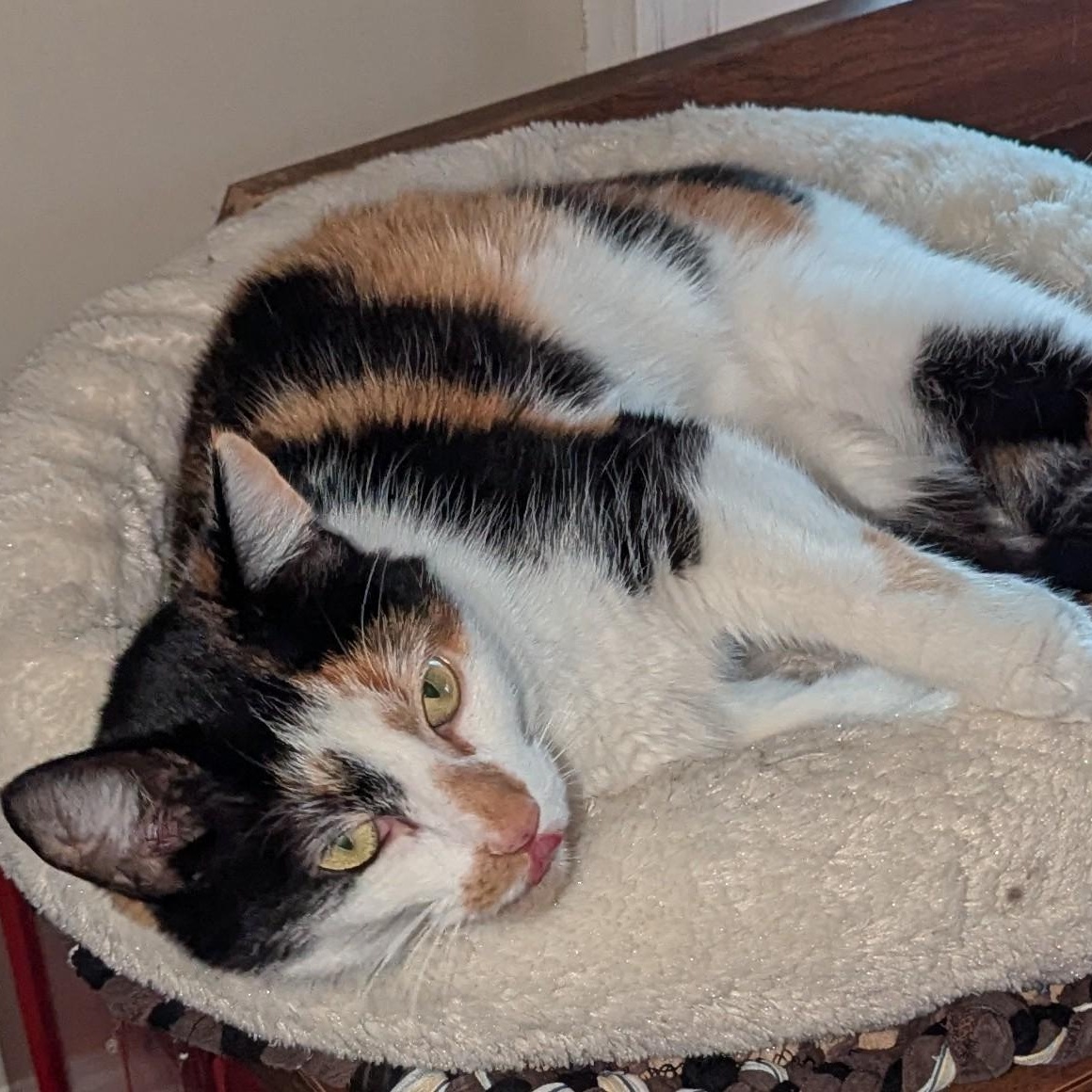 Enlarge Peanut, a Adoptable Calico in Livonia, MI image 4/5