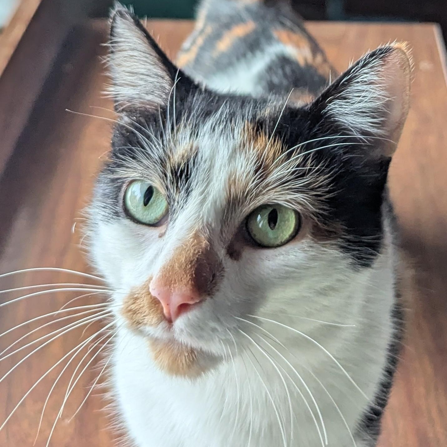 Enlarge Peanut, a Adoptable Calico in Livonia, MI image 3/5