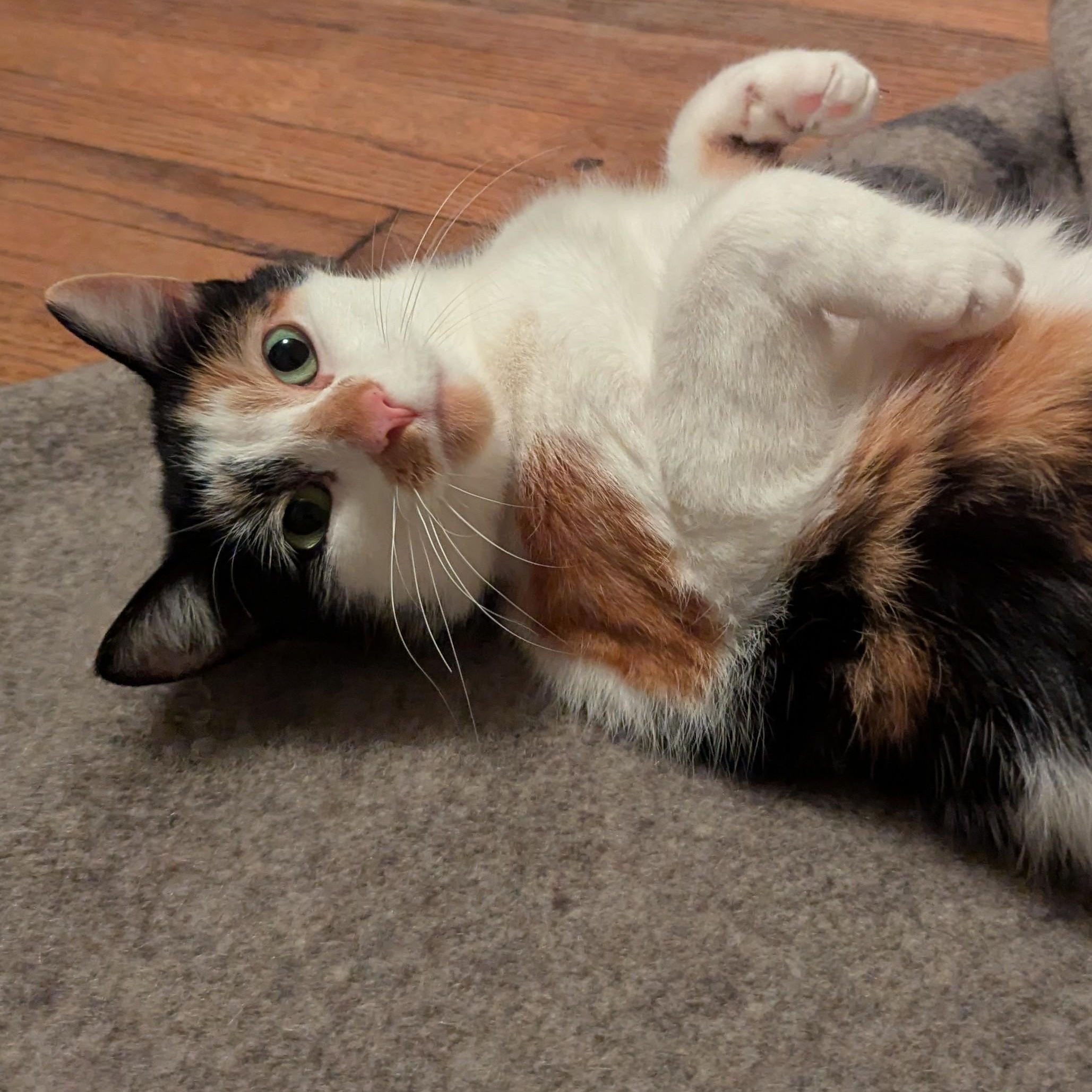 Enlarge Peanut, a Adoptable Calico in Livonia, MI image 2/5