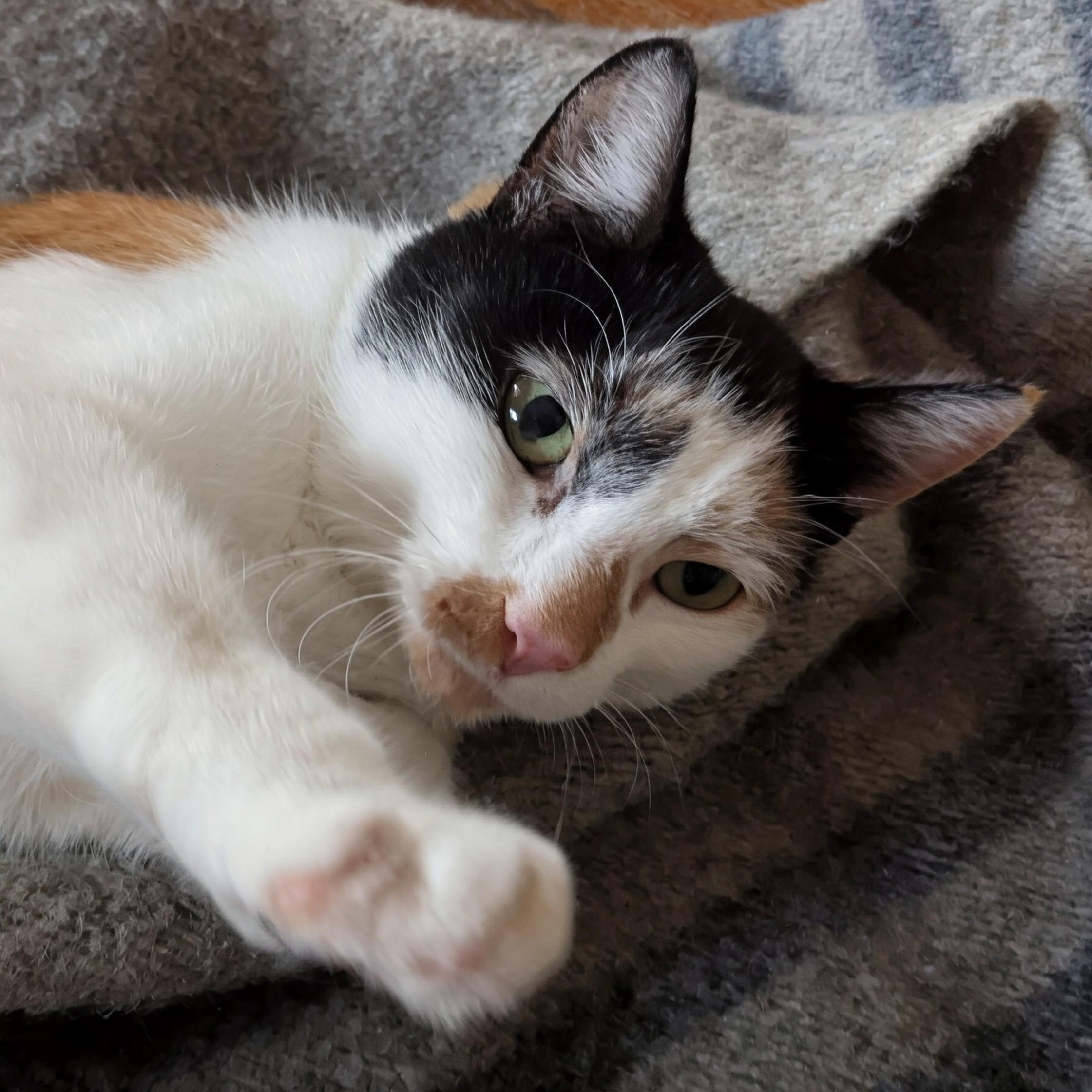 Peanut, Adoptable, Young Female Calico.