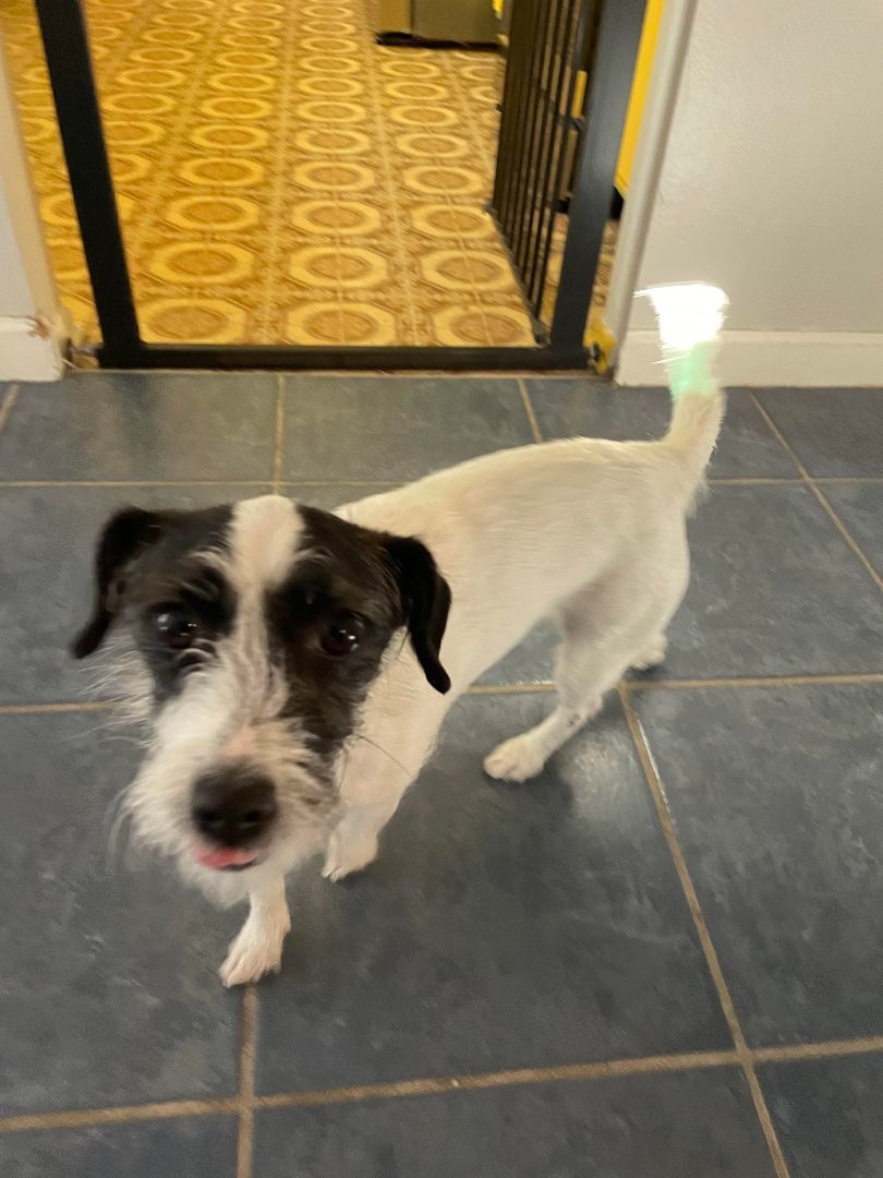 Enlarge BETSY, a Adoptable Jack Russell Terrier in La Verne, CA image 1/3