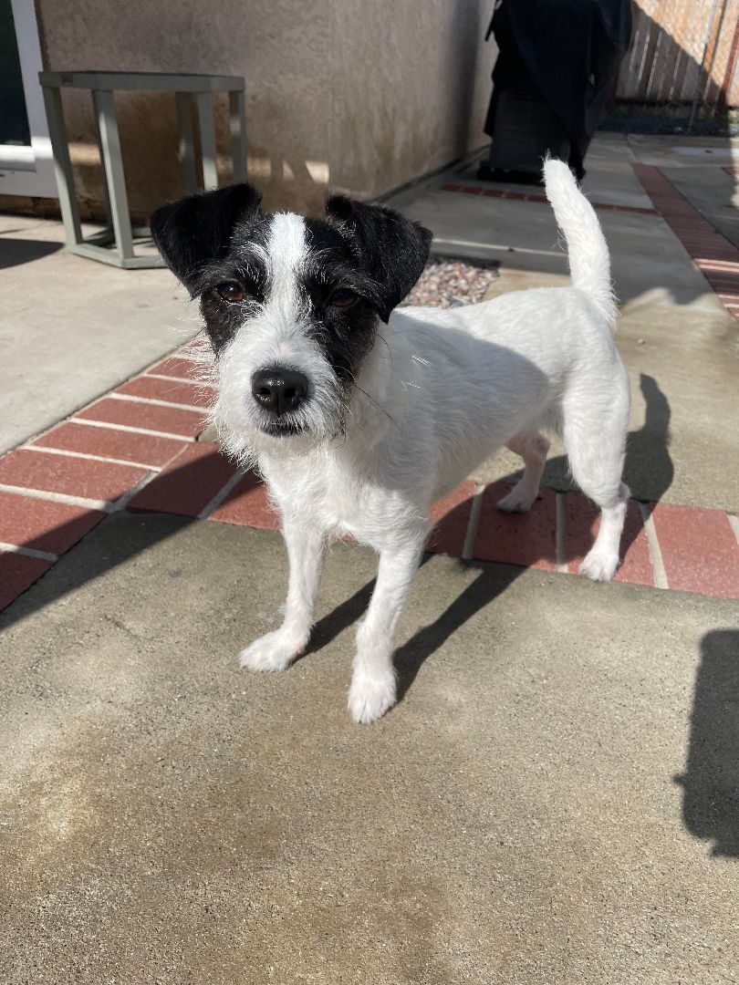 Enlarge BETSY, a Adoptable Jack Russell Terrier in La Verne, CA image 2/3