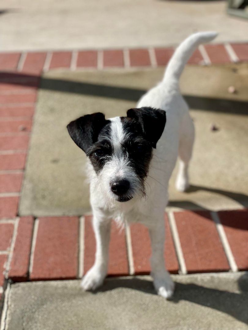 Enlarge BETSY, a Adoptable Jack Russell Terrier in La Verne, CA image 3/3